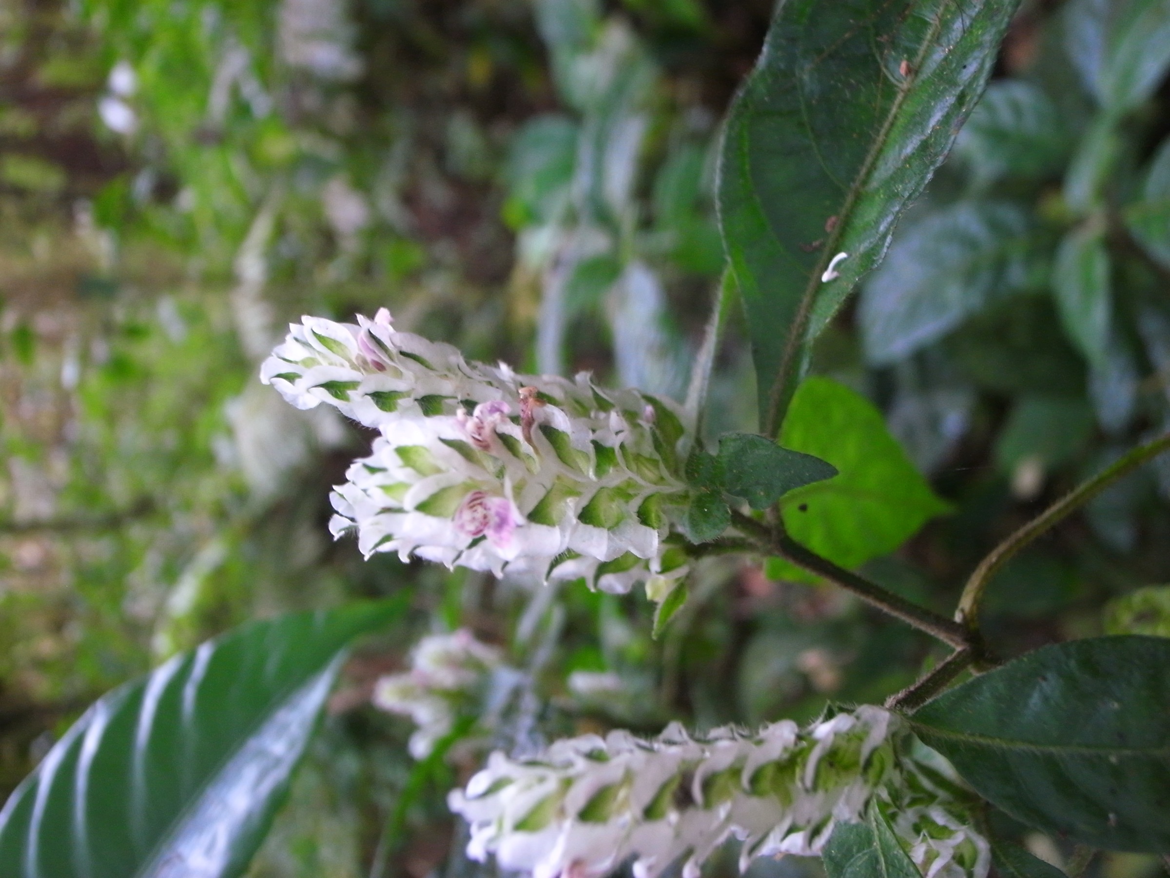 Montane cloud forest near Moka, southern highlands of Bioko, Equatorial Guinea