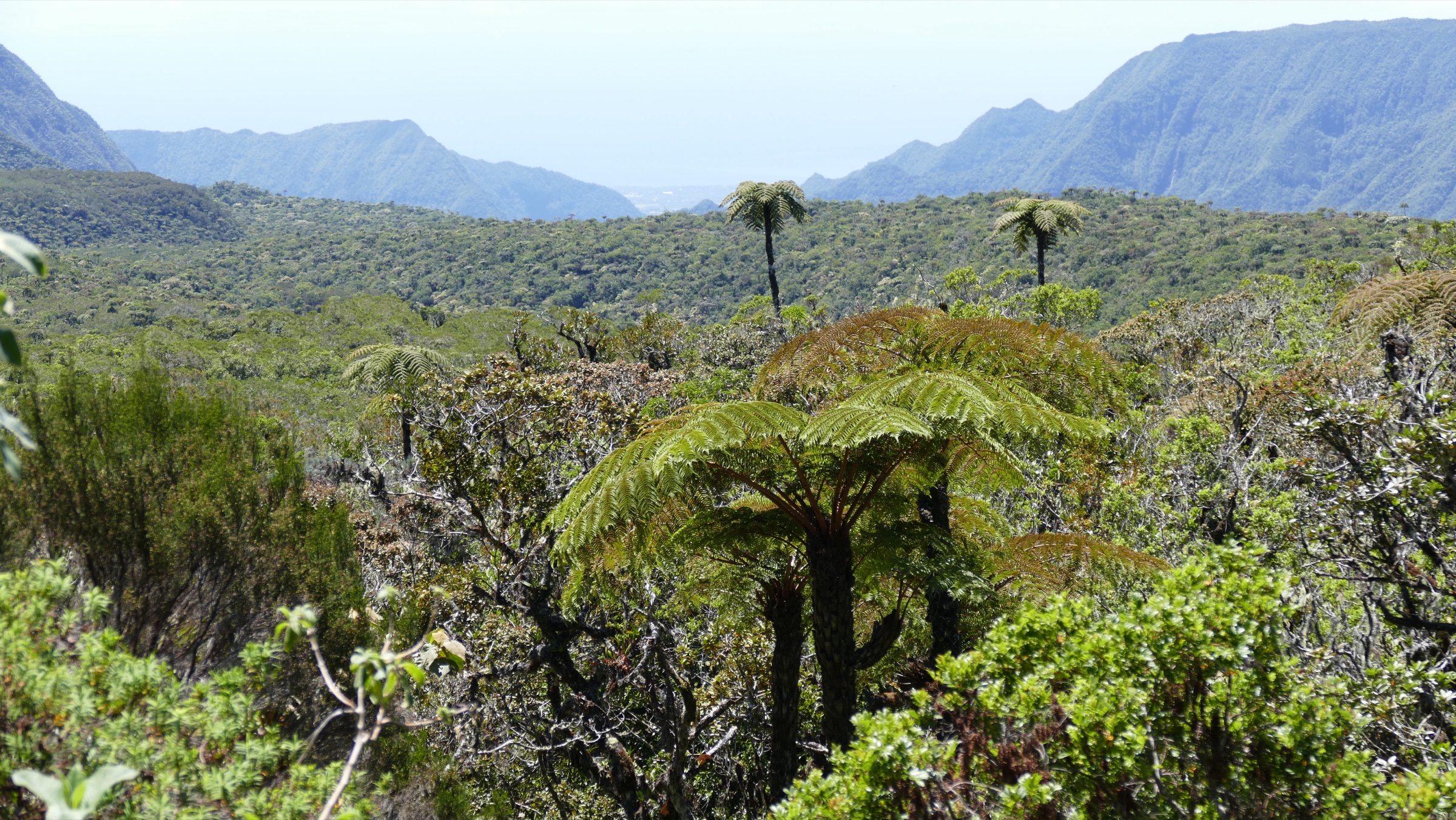 The Plaine des Marsouins seen from the Route forestière de Bébour-Bélouve, with deep indigenous forest stretching across the plateau