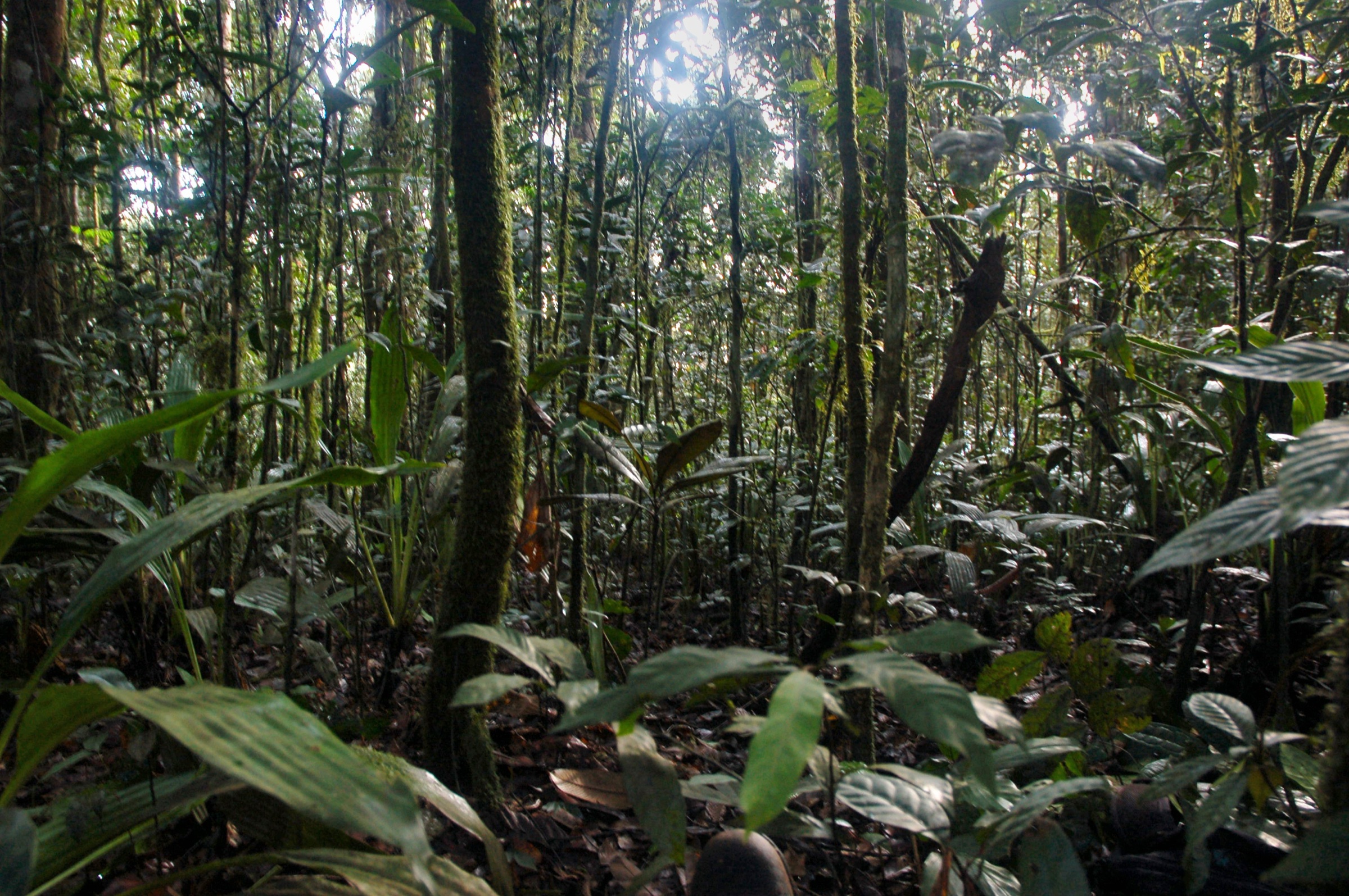 Gabon & Congo — Chaillu Mountains: Essential Day Hikes