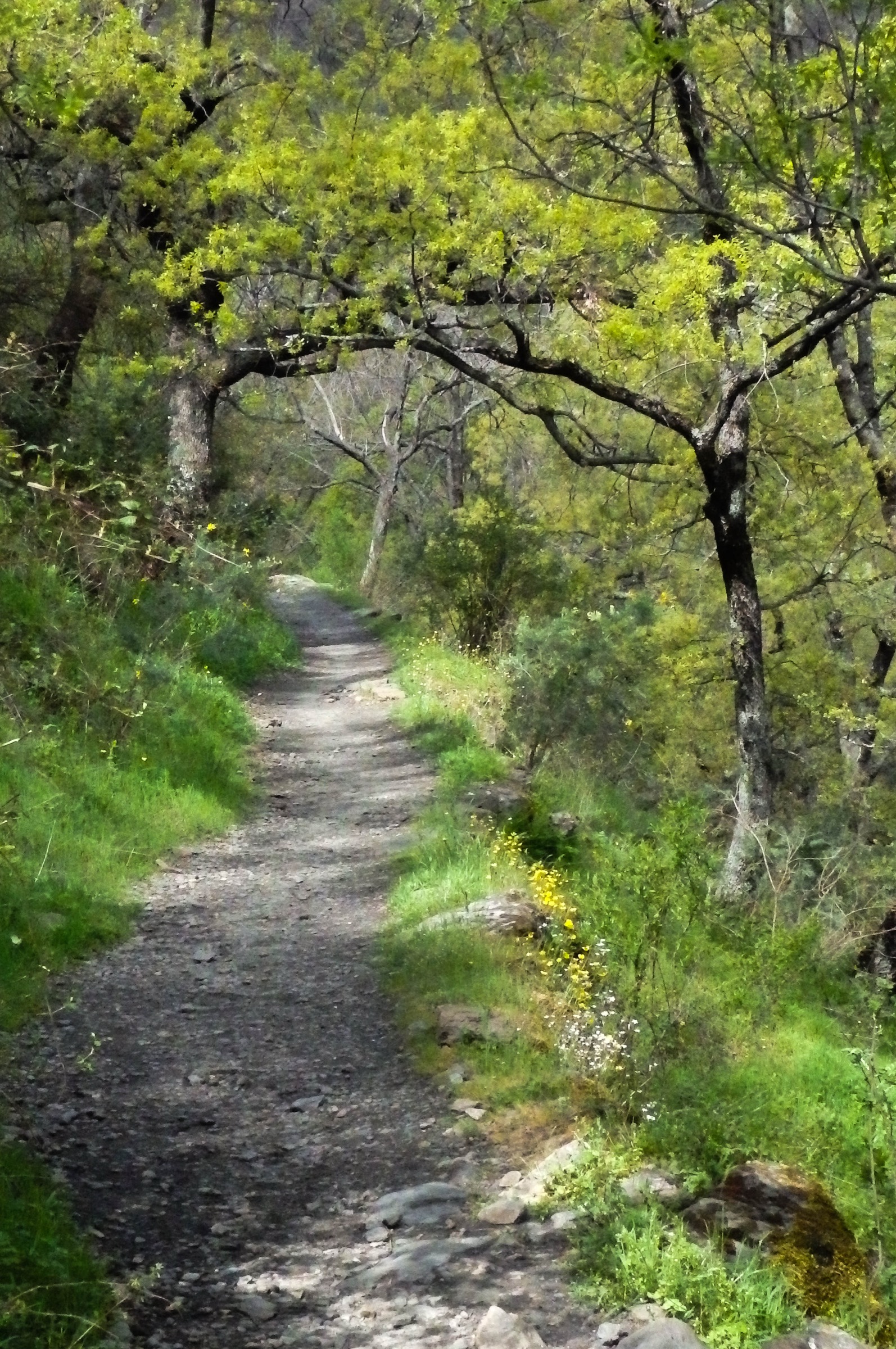 Camino Vereda de Las Estrellas