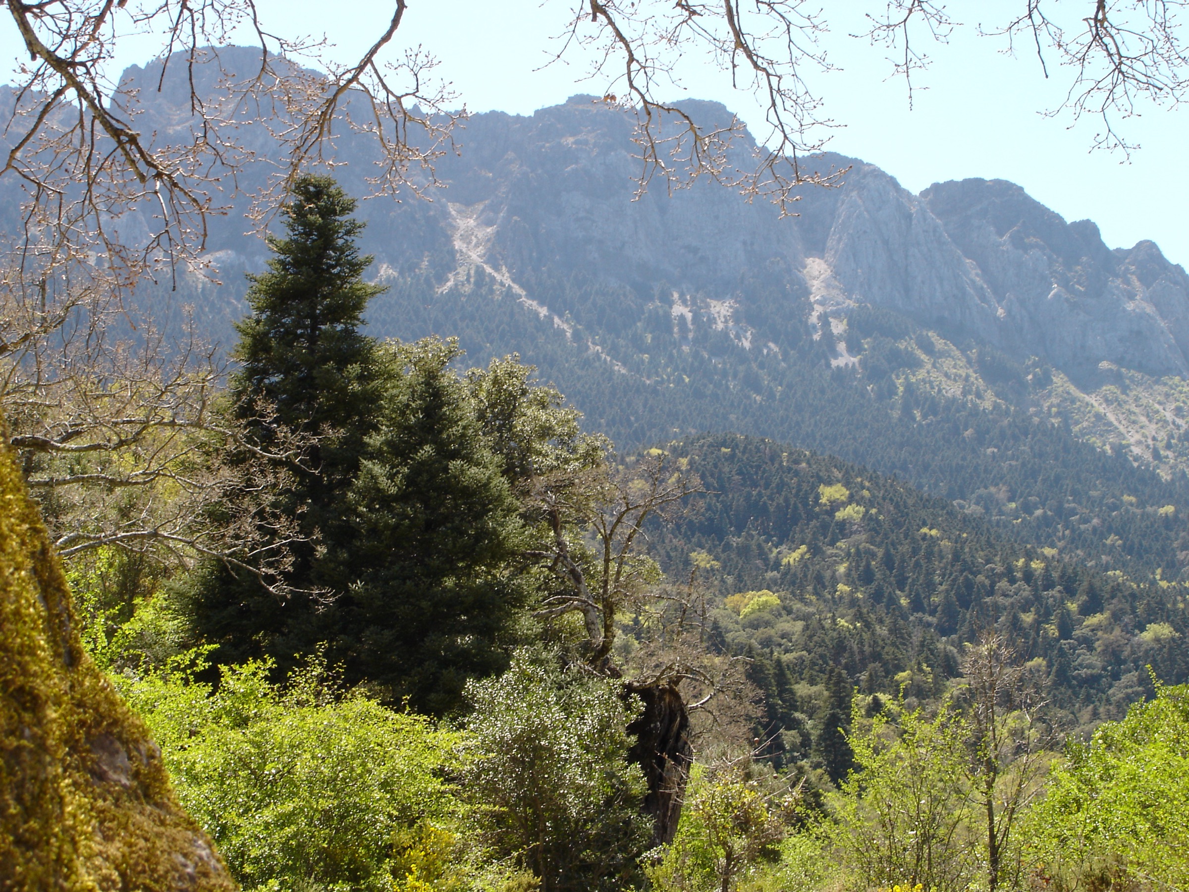 Sierra del Pinar / Pinsapar de Grazalema panorama