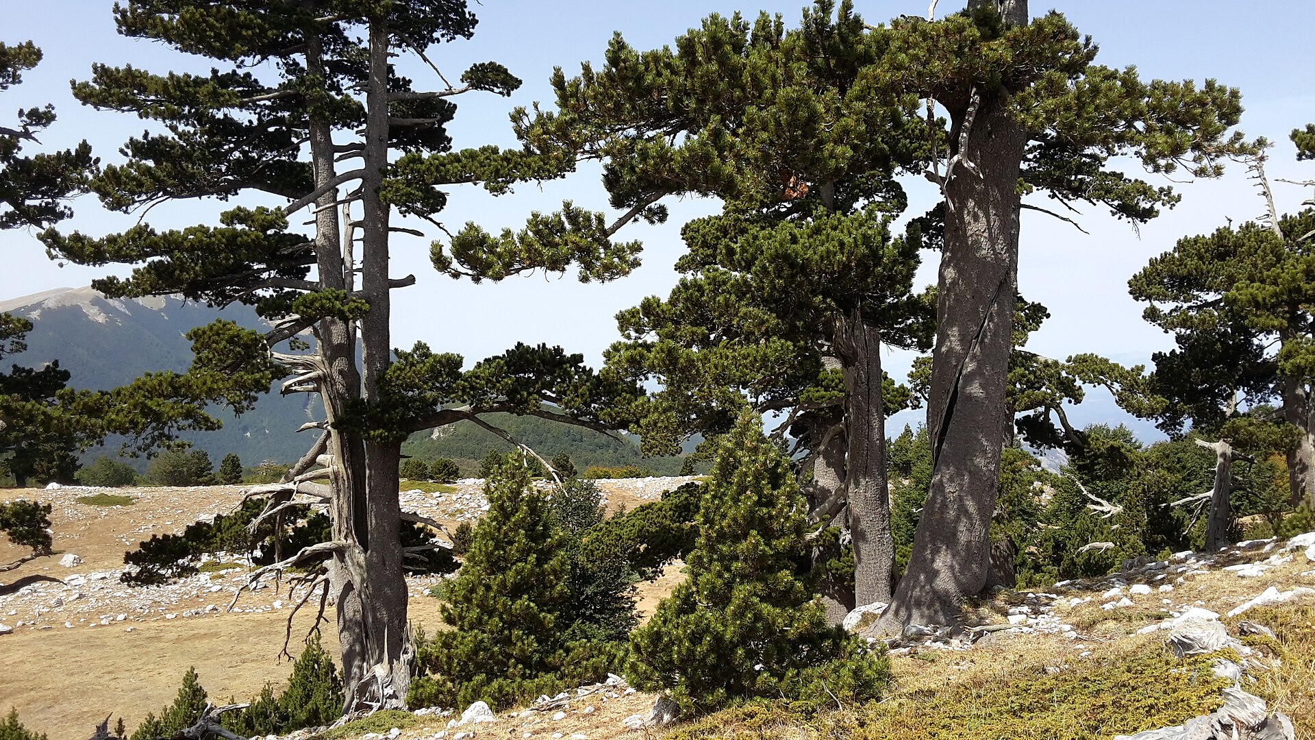 Serra di Crispo, Giardino degli Dei, Bosnian pines