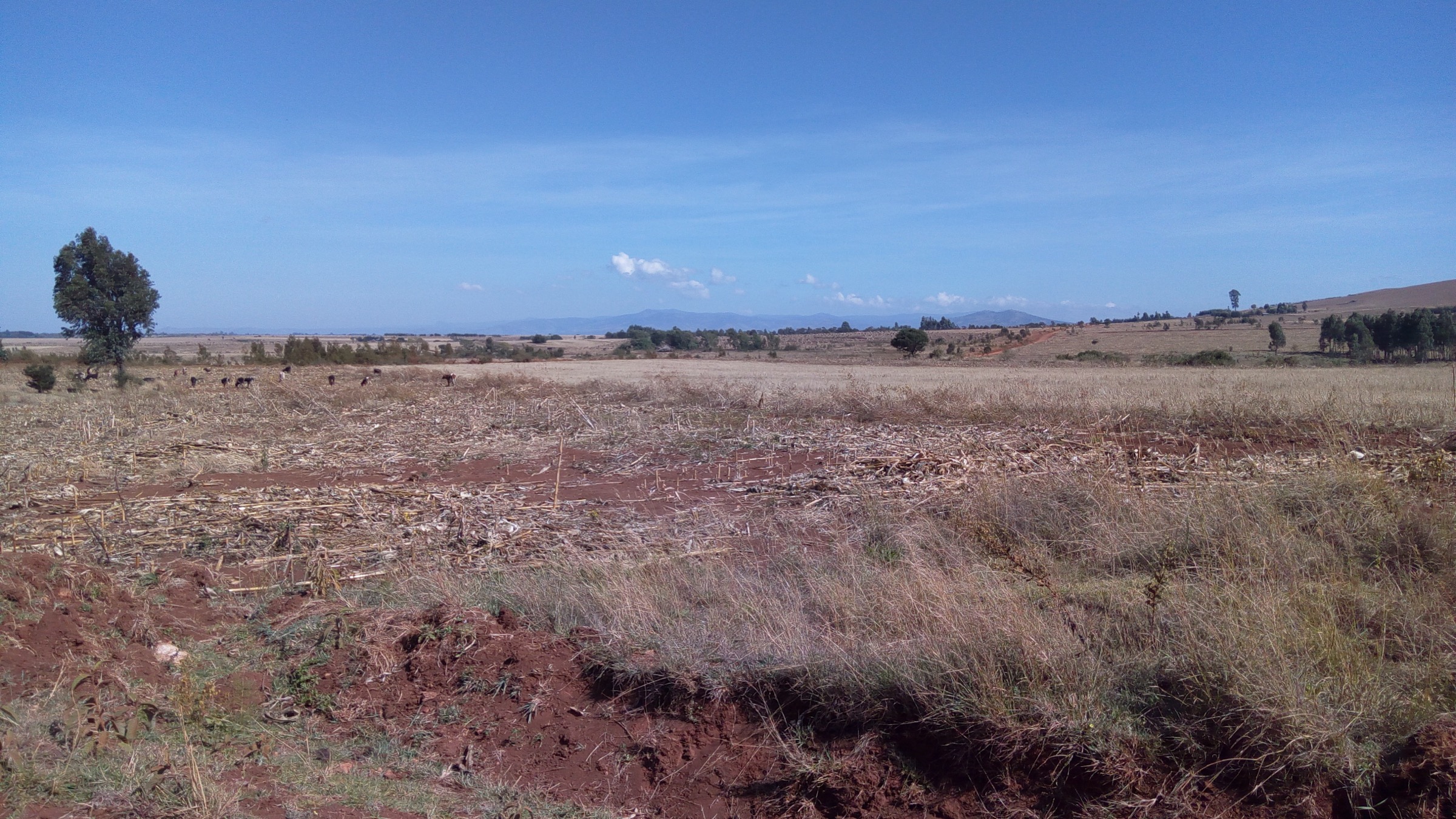 Kenya — Cherangani Hills