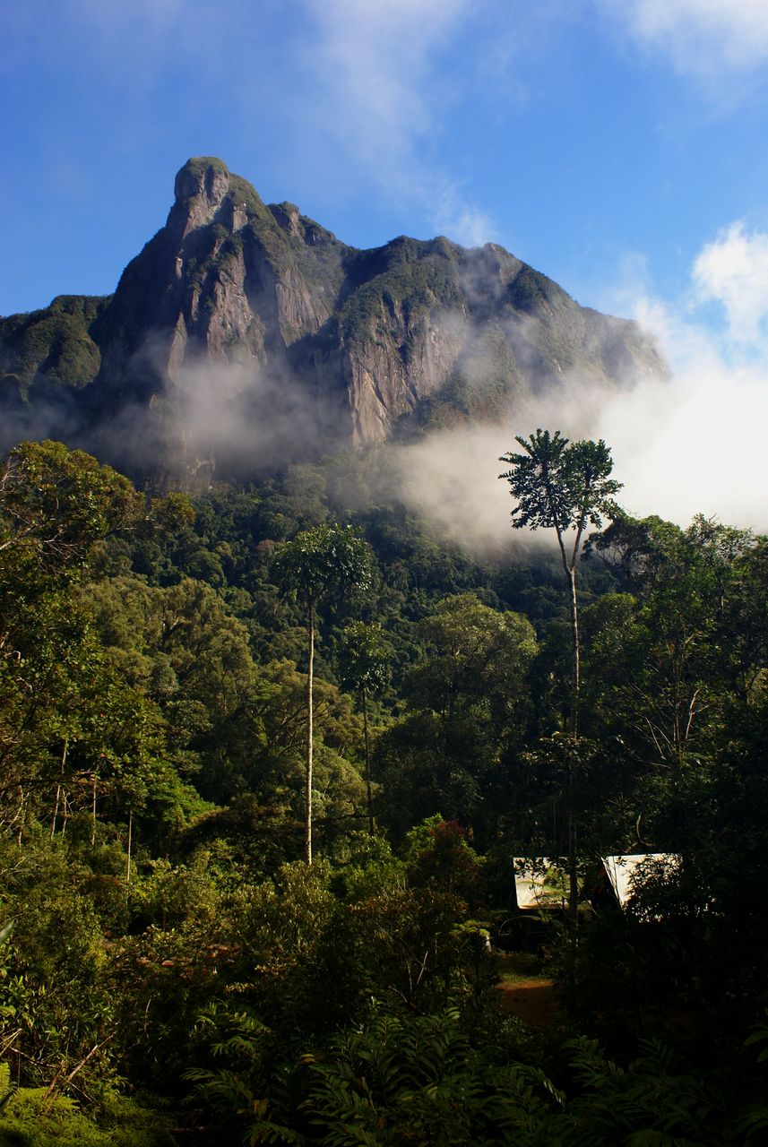 Camp Marojejia forest panorama, Marojejy National Park