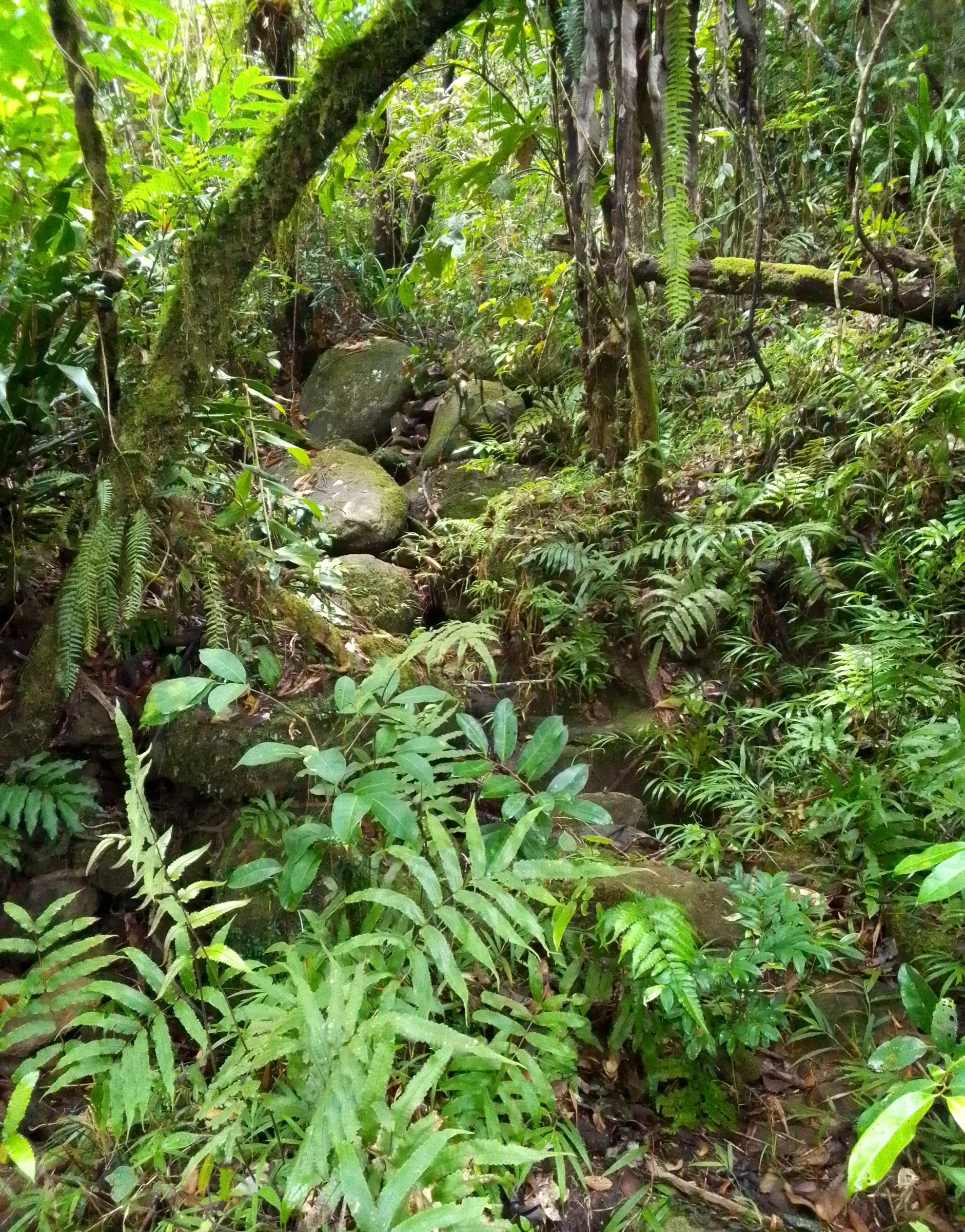 Forêt à Masoala, forest interior