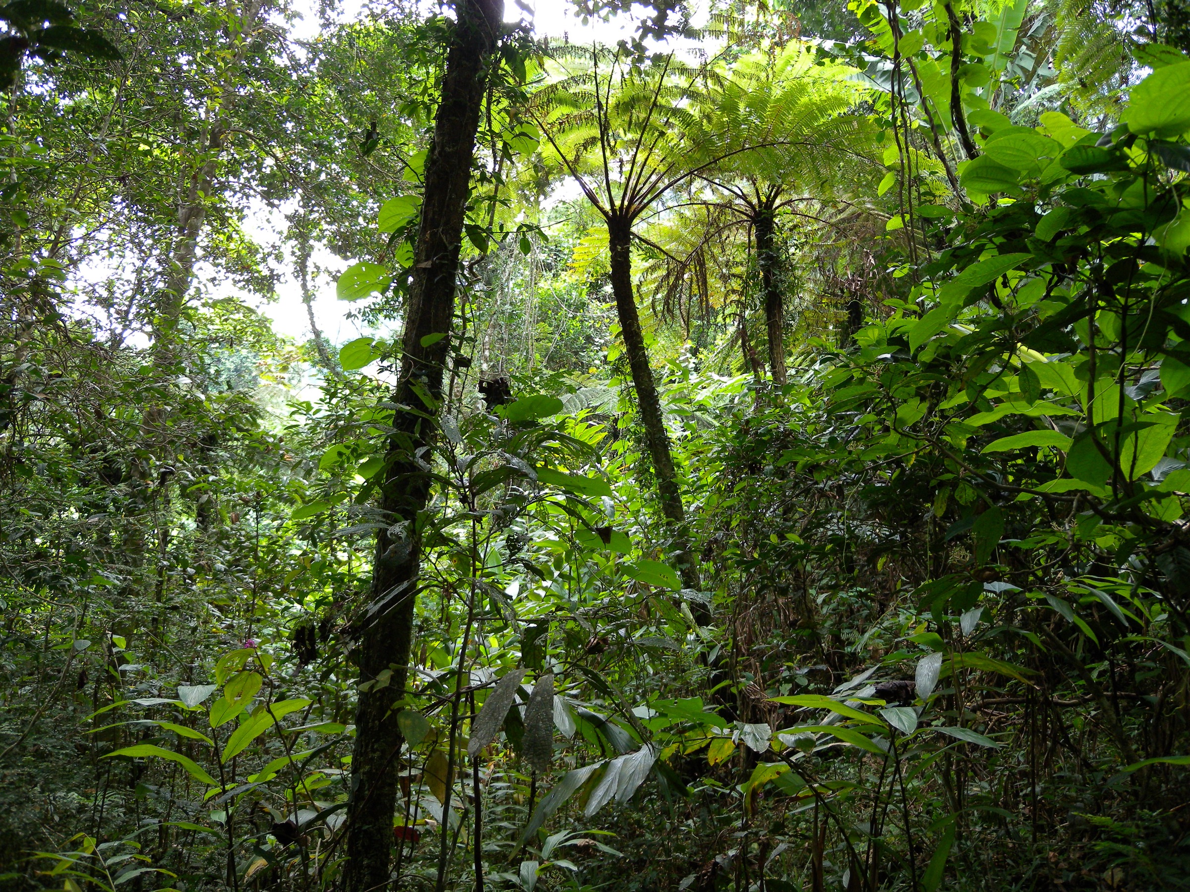 Marojejy National Park forest landscape