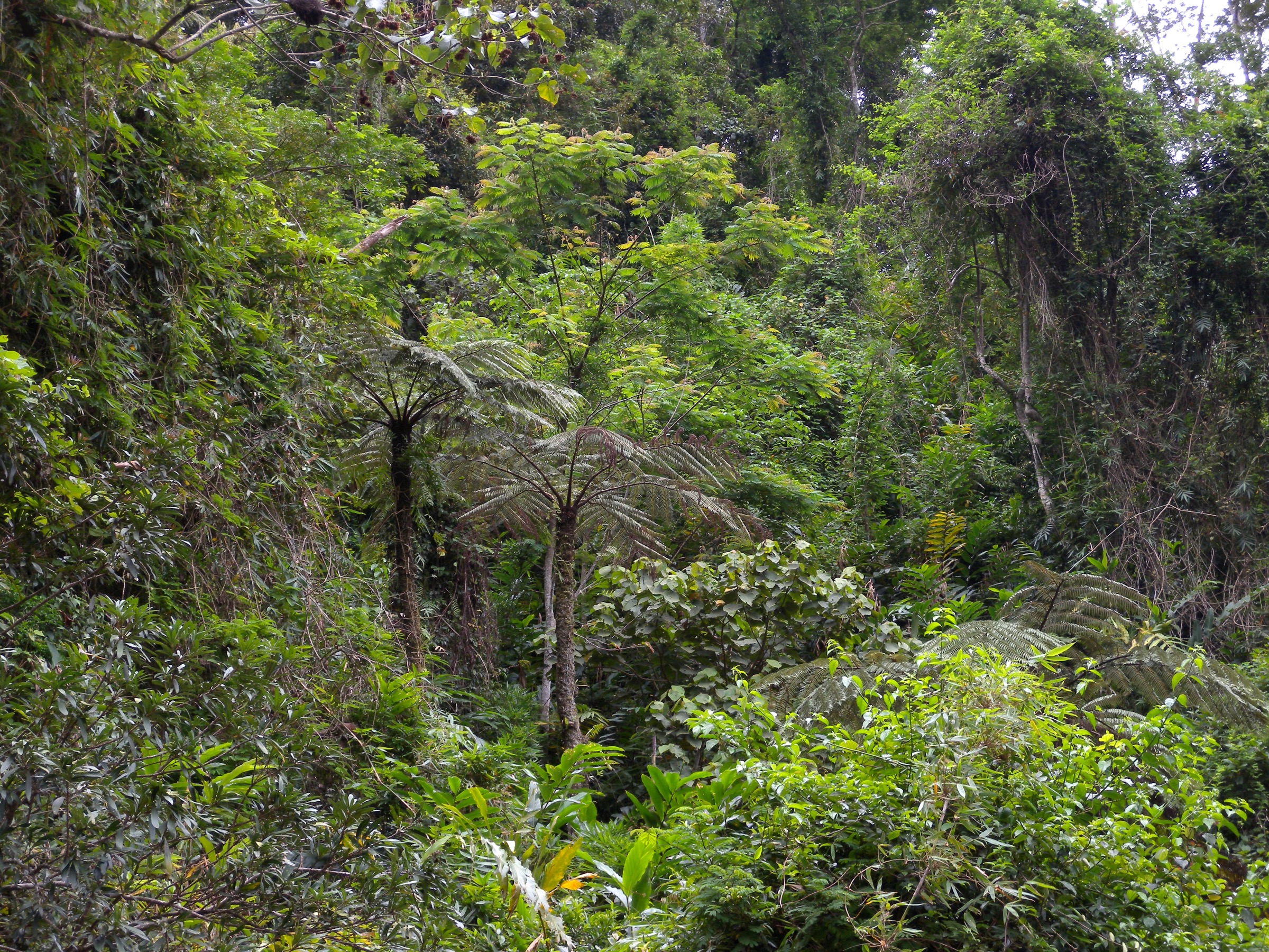 Tree ferns in Marojejy National Park