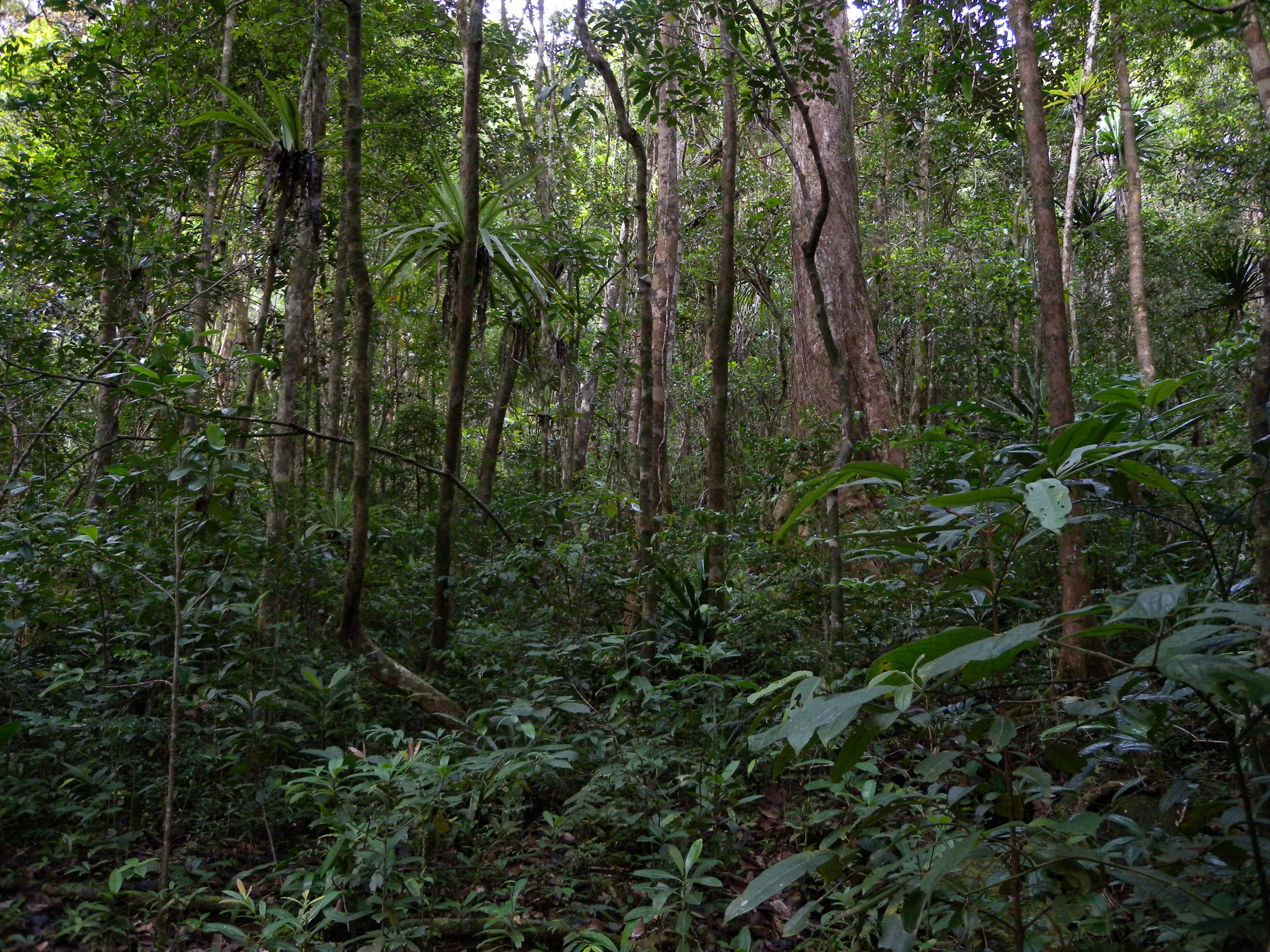 Lowland rainforest, Masoala National Park