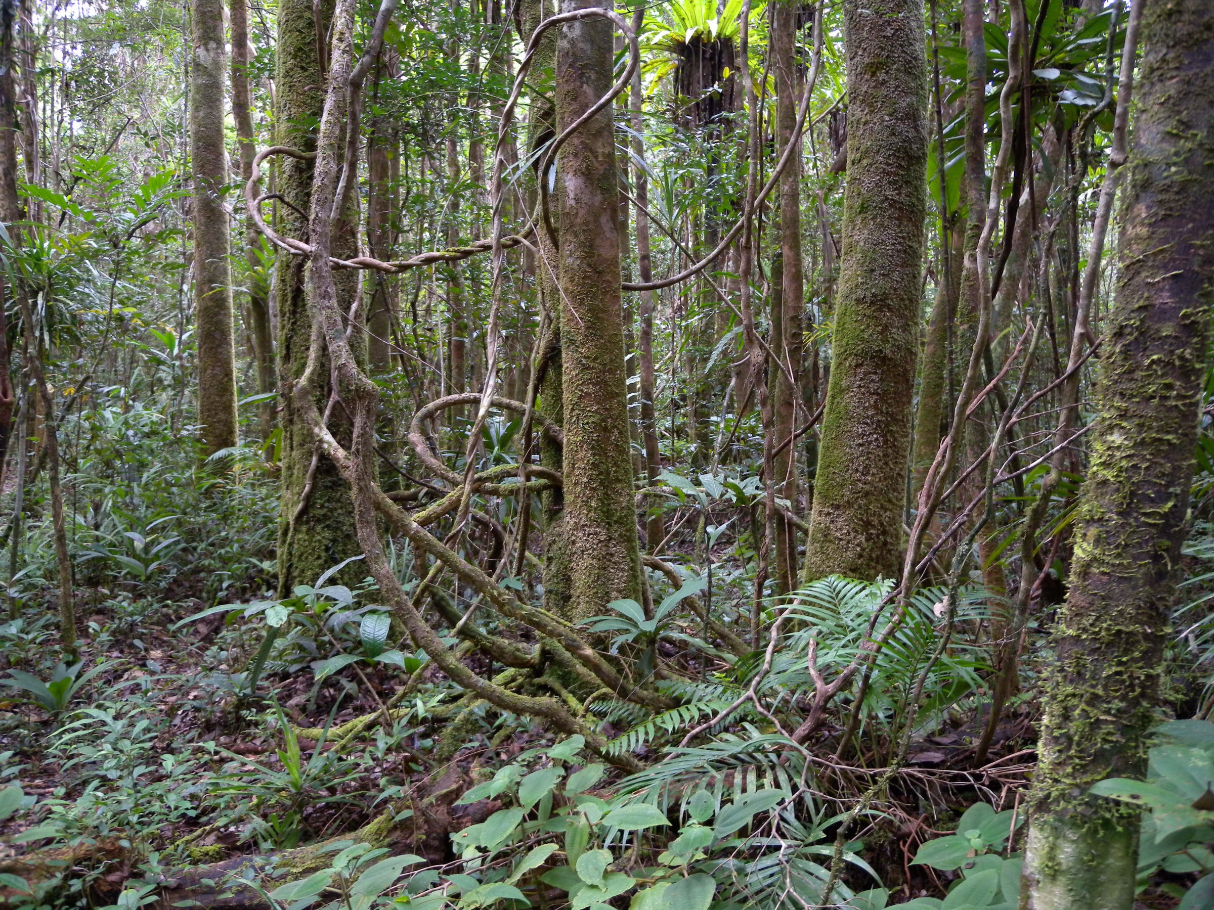 Lowland rainforest, Masoala National Park (variant view)