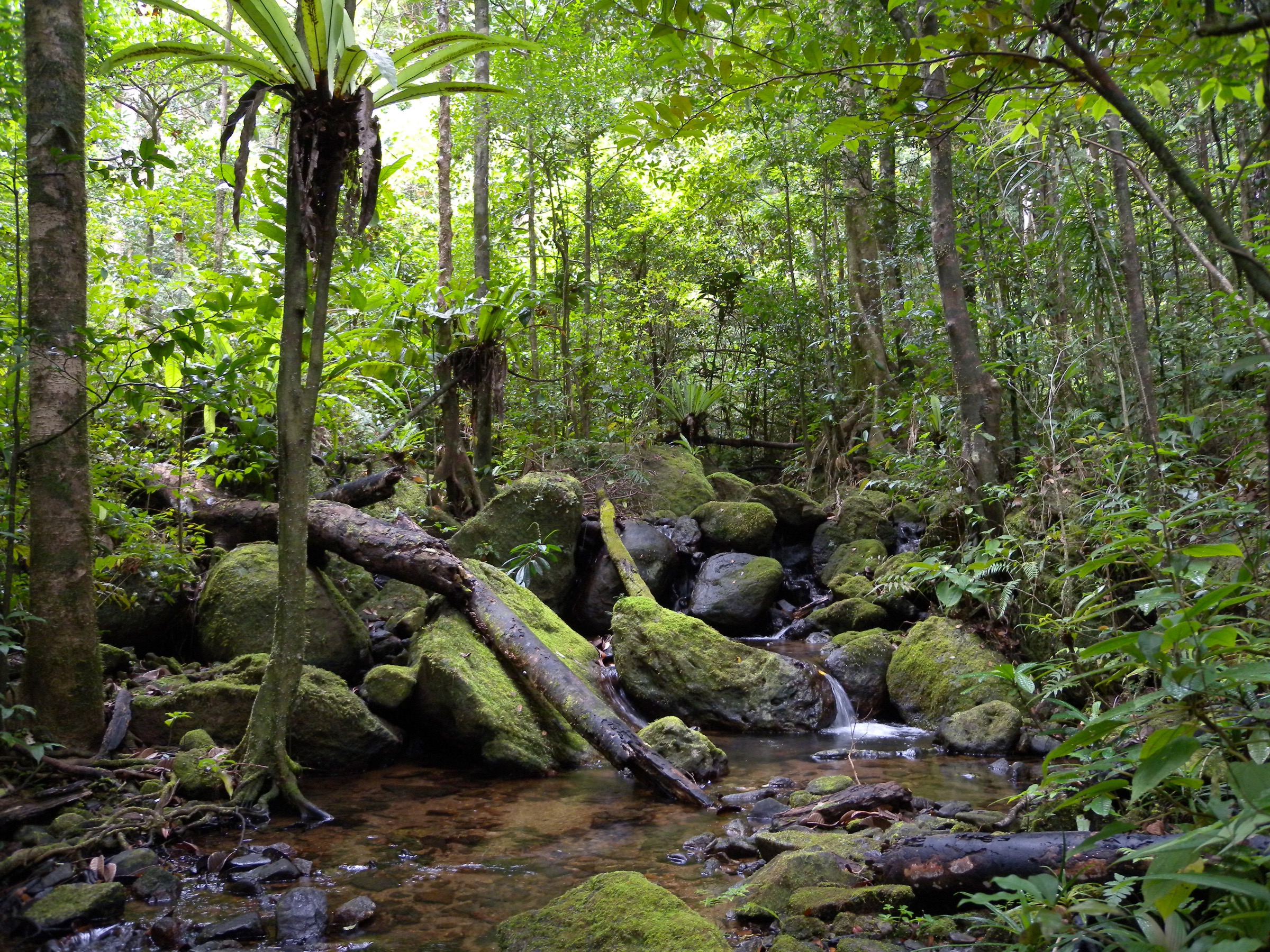 Lowland rainforest, Masoala National Park