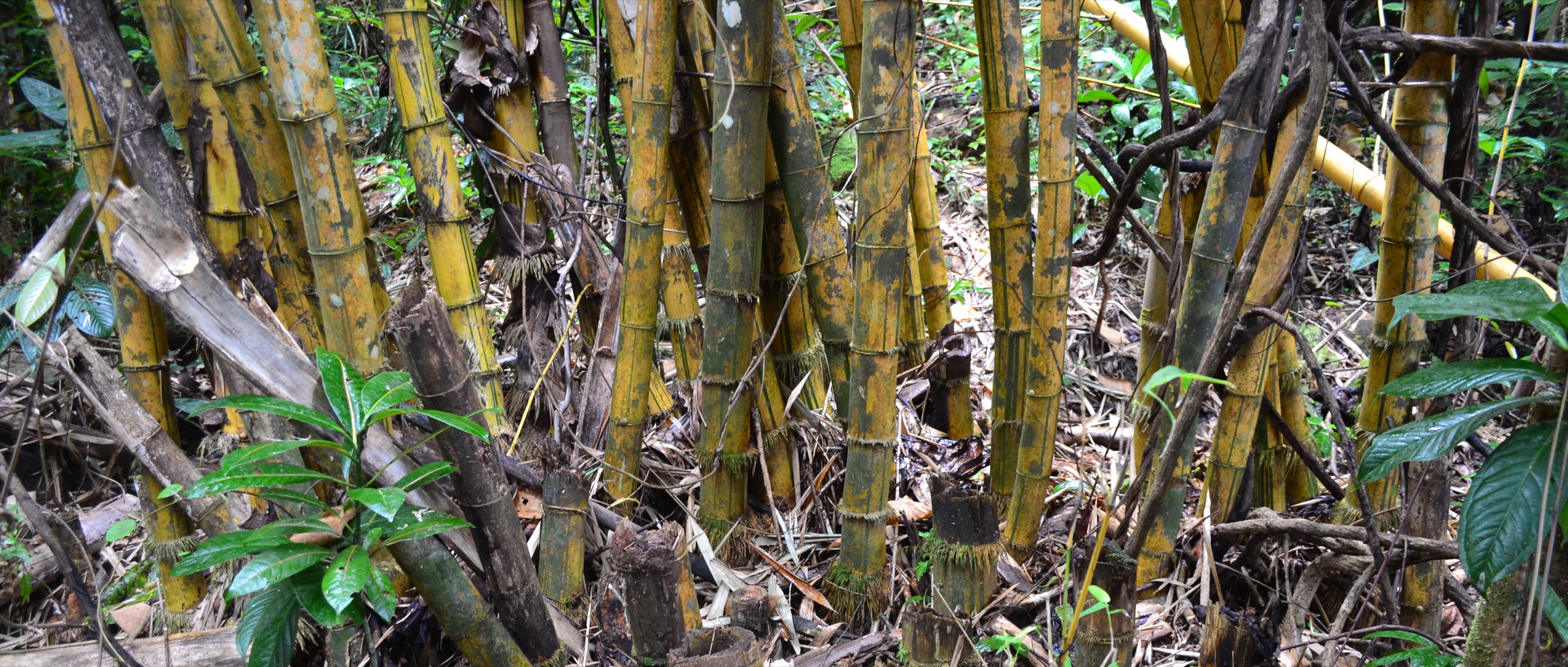 Bamboo grove on Nosy Mangabe