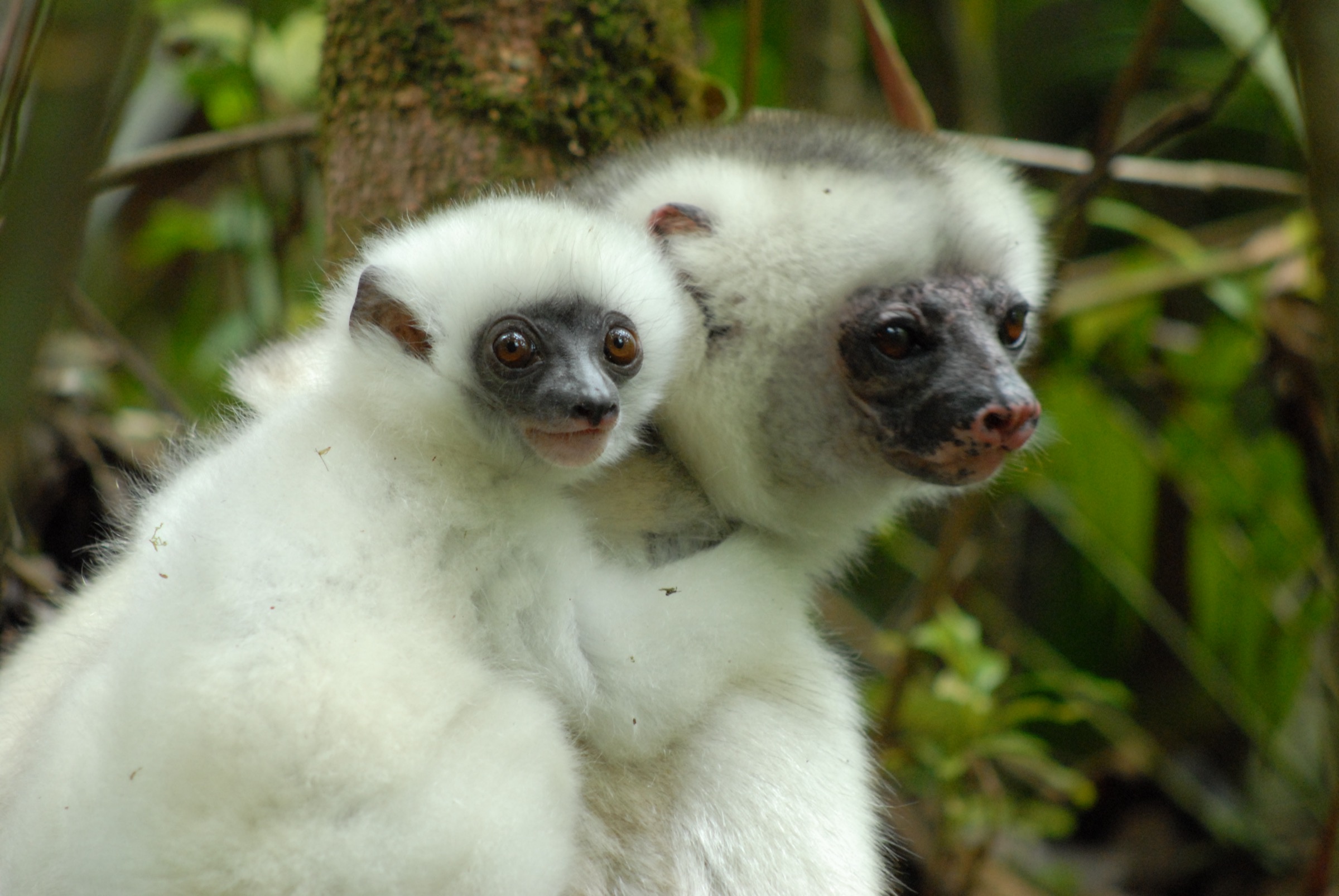 Silky sifaka mother and infant, Marojejy