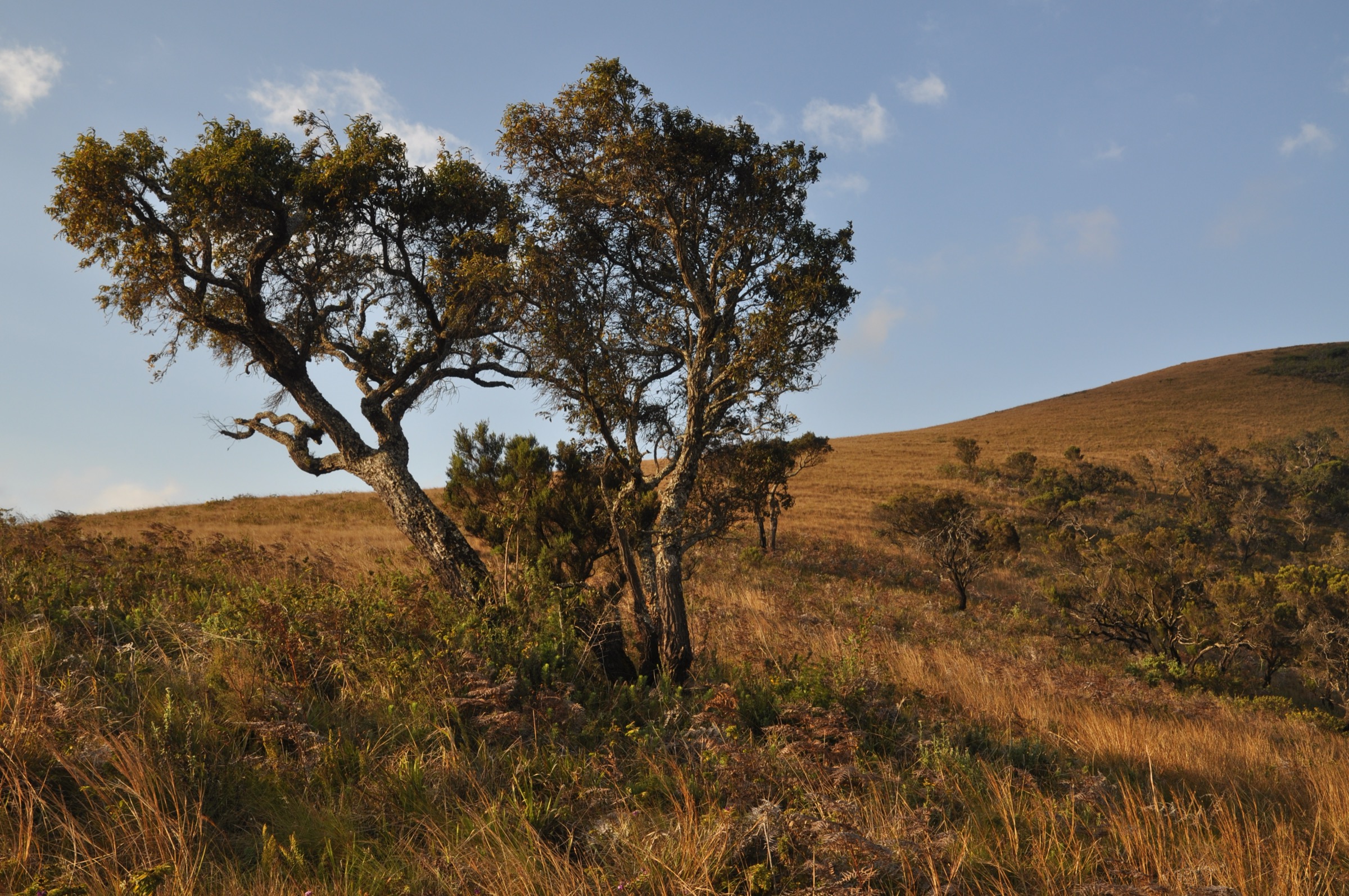 Open Nyika Plateau grassland (illustrative of the Chosi approach)