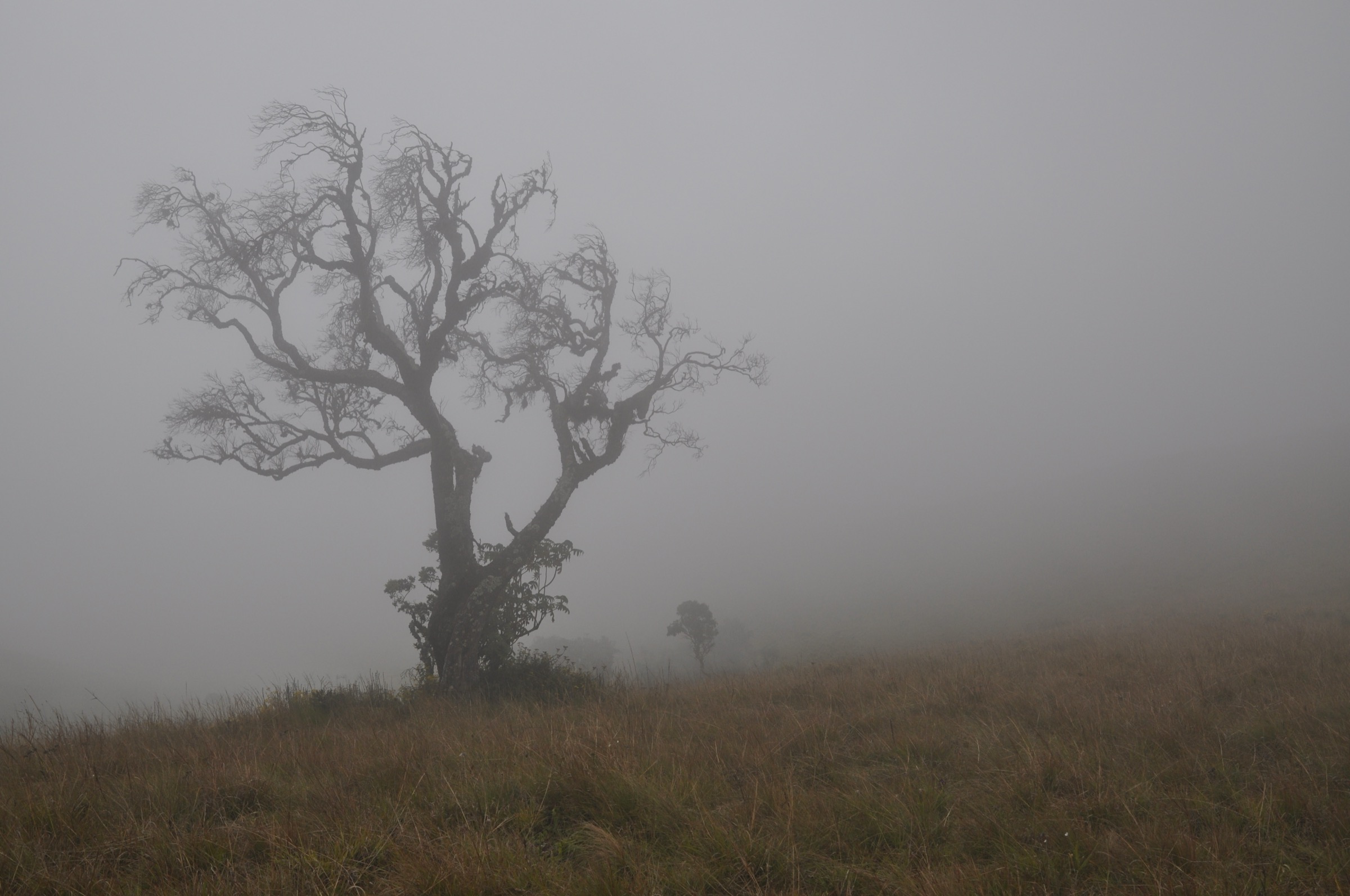 Nyika Plateau grassland (illustrative of the Jalawe area)