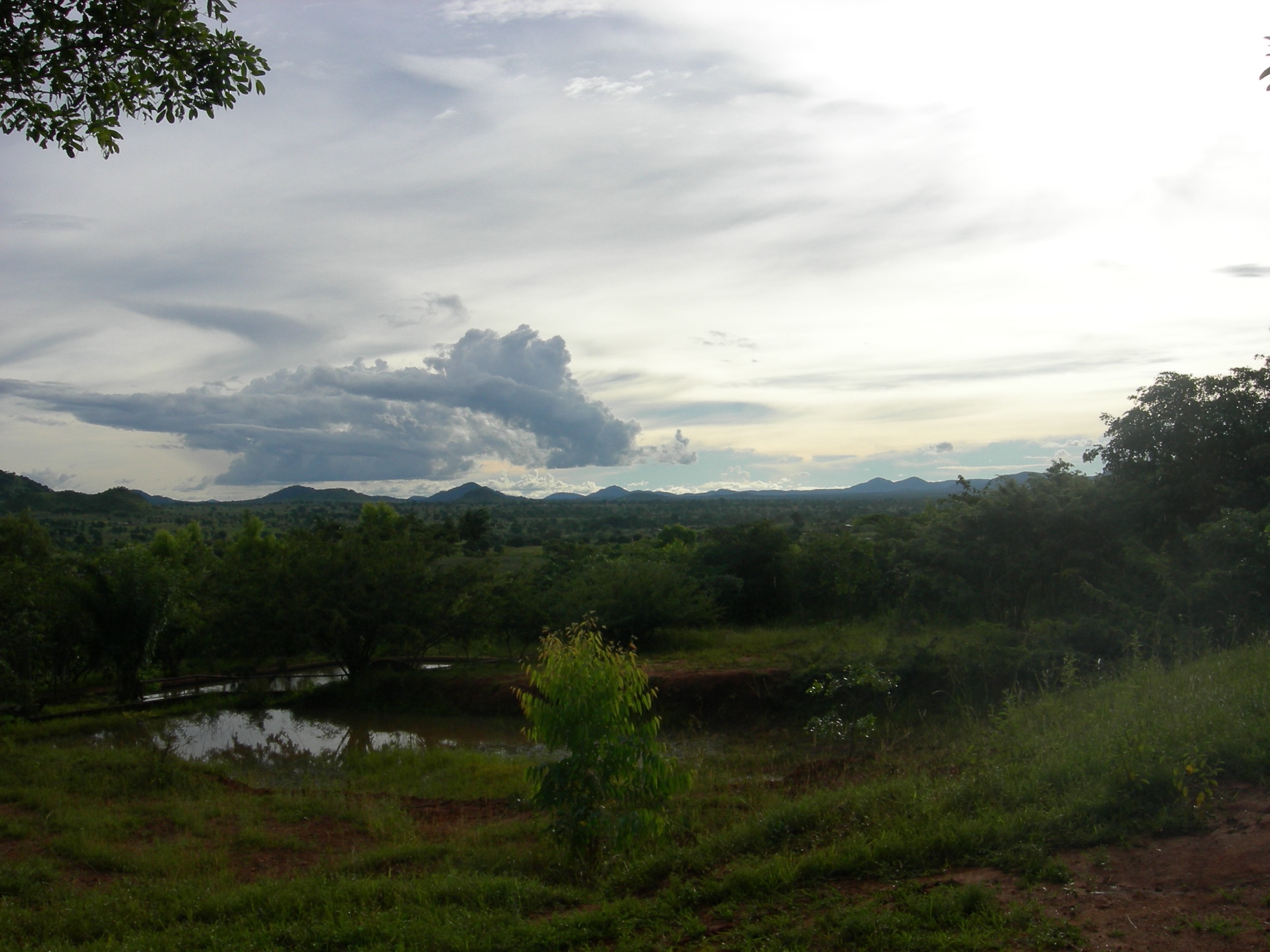 Malawi — Malawi Highlands: Viphya Mountains