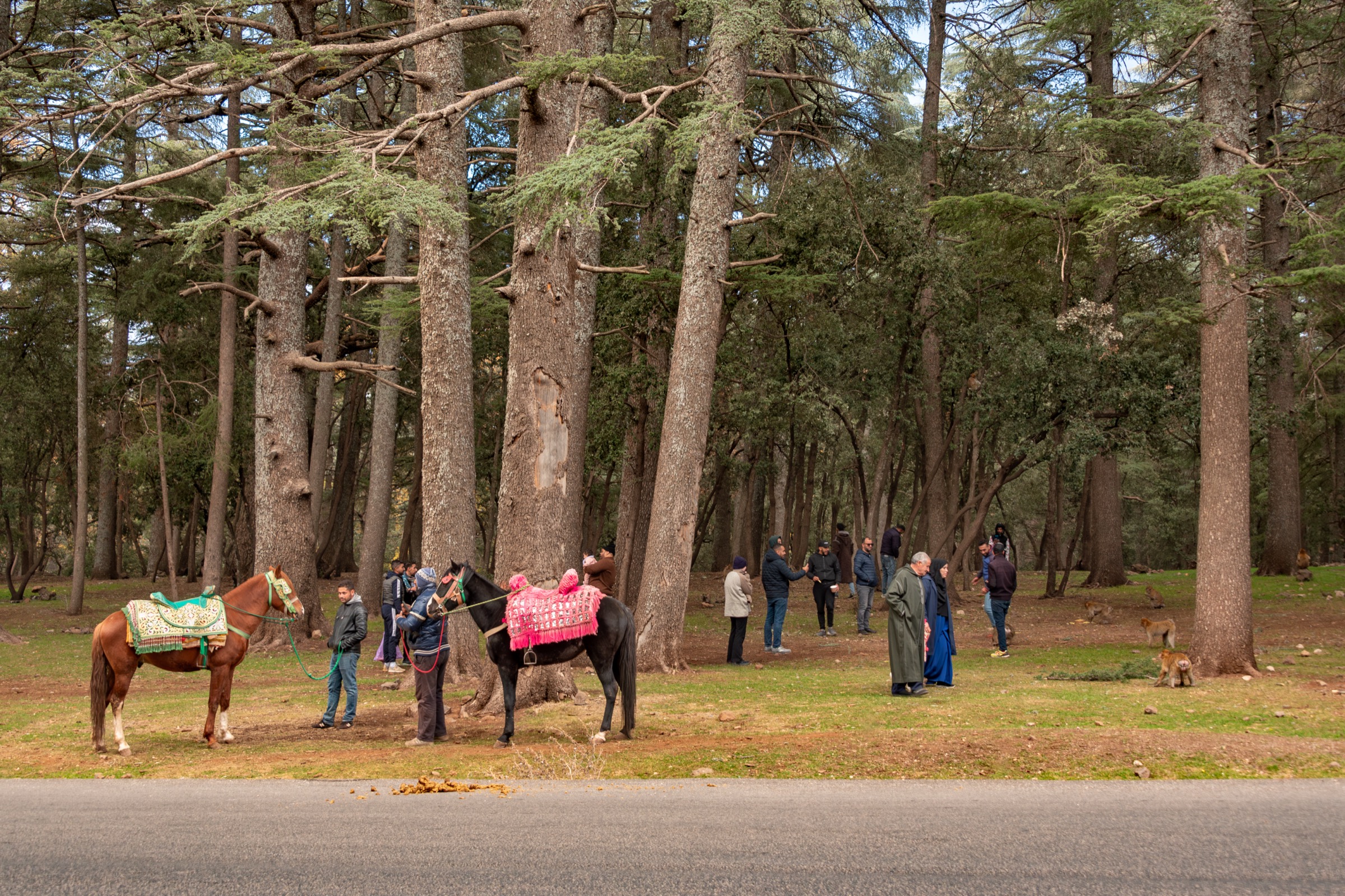 Cedar forest with horses near Azrou in the Middle Atlas, Morocco