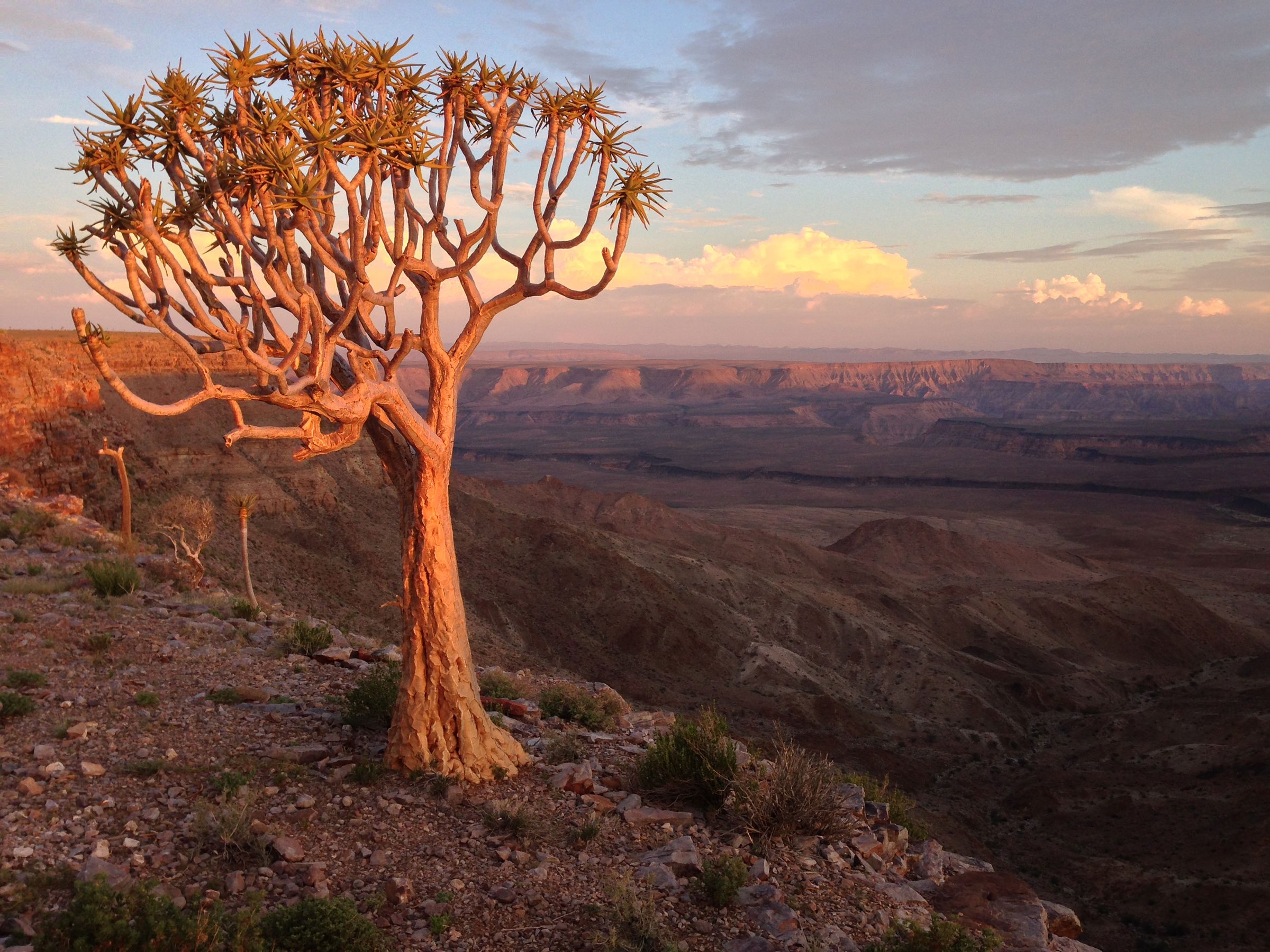 Quiver Tree at sunset, Fish River Canyon area