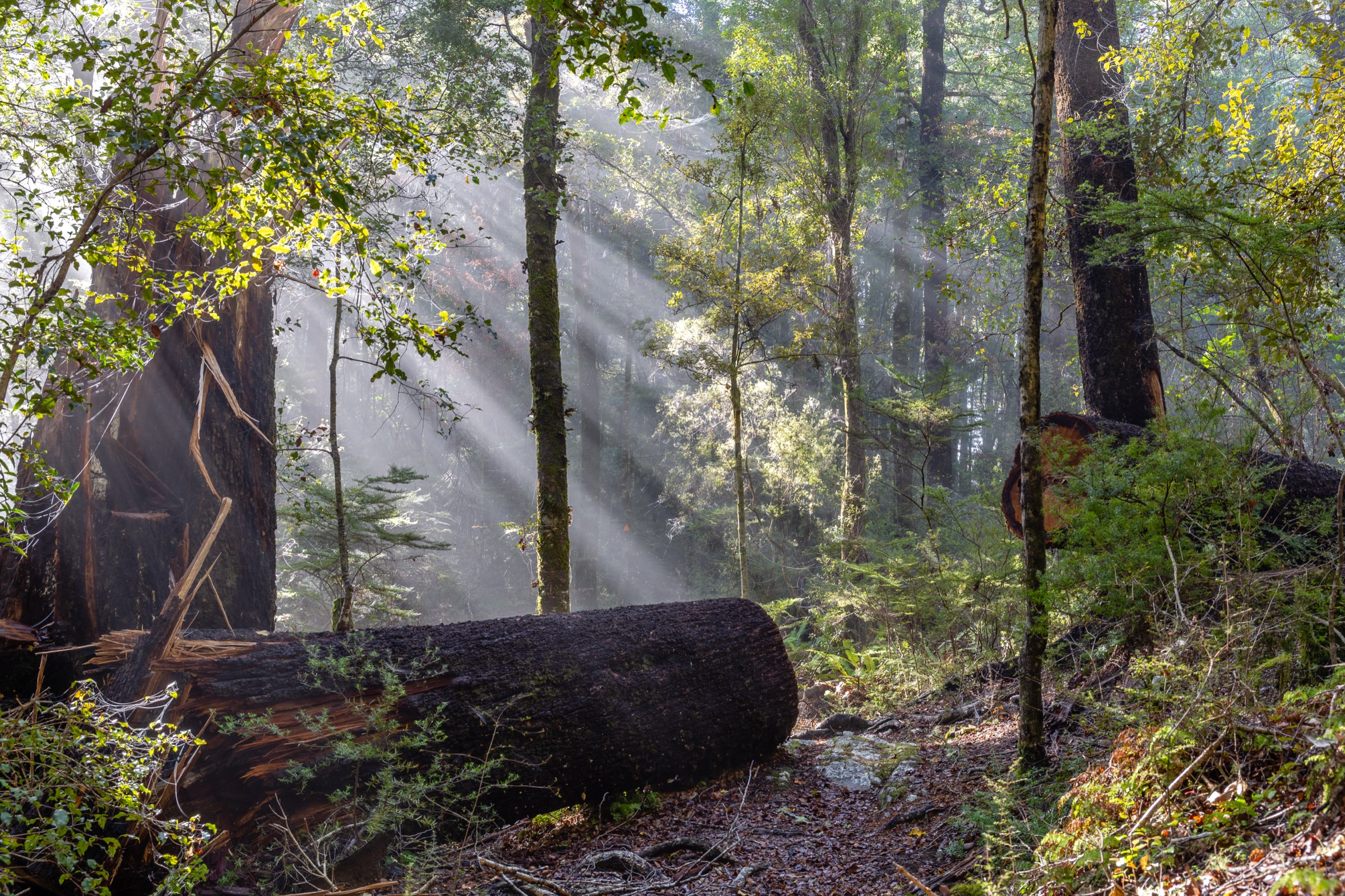 New Zealand — Northern Bryant Range: essential day-hikes