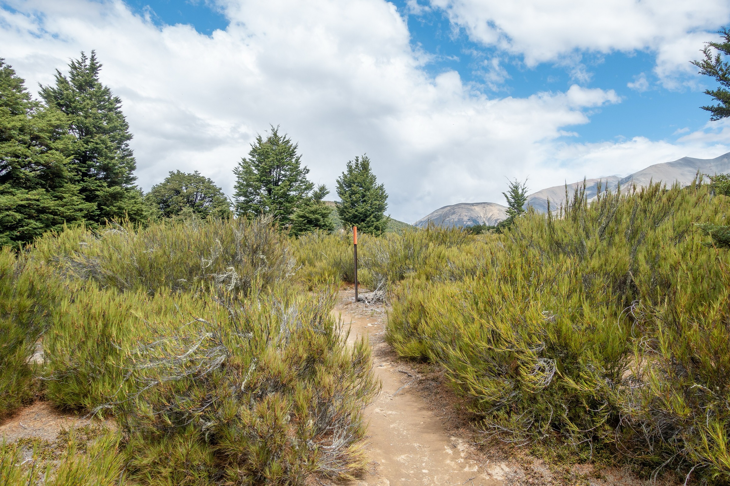 Dracophyllum Flat on the Dracophyllum Flat Track, Craigieburn Range