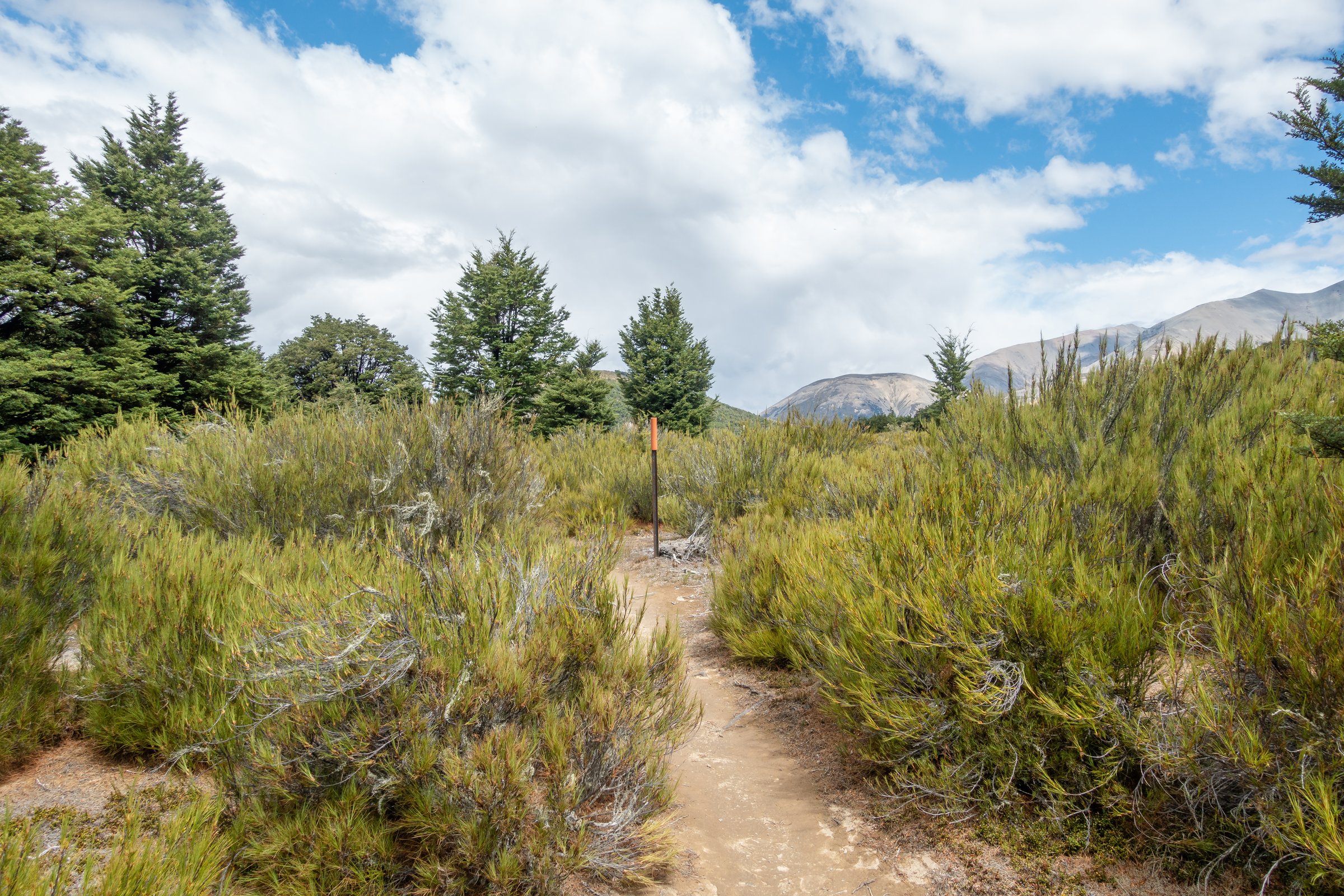 Dracophyllum Flat, Craigieburn Range