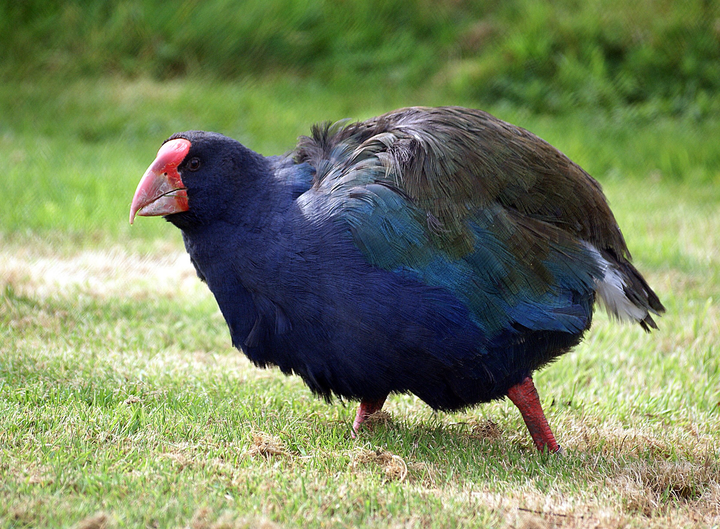 South Island Takahe (Porphyrio hochstetteri)