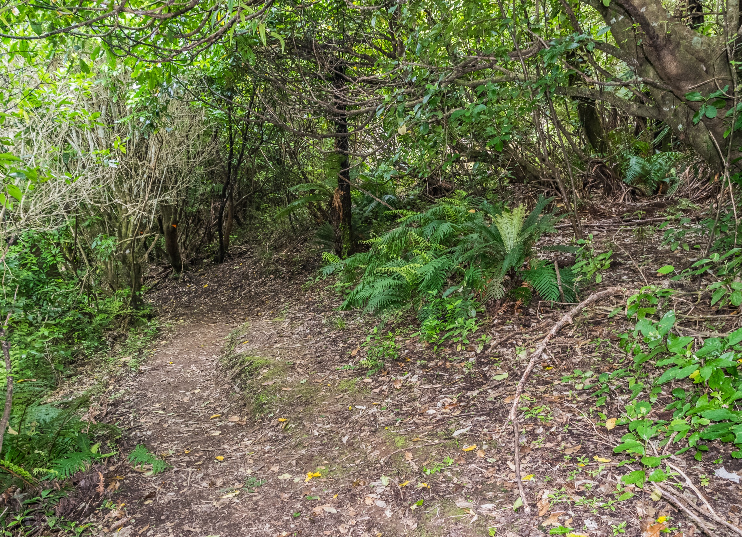 Beech and podocarp forest trail in Te Urewera near Lake Waikareiti