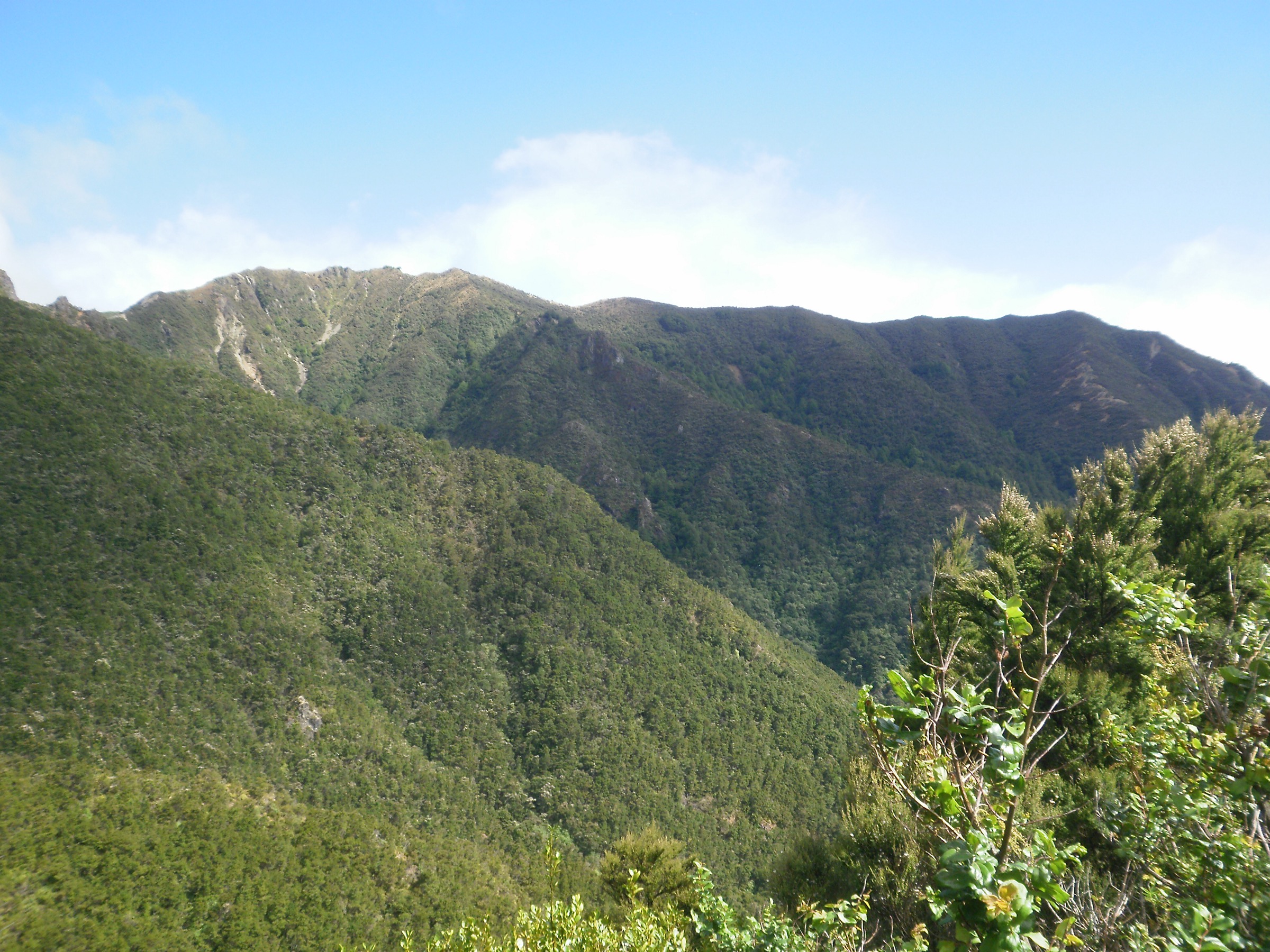 Beech forest inside Kaweka Forest Park, Hawke's Bay, New Zealand