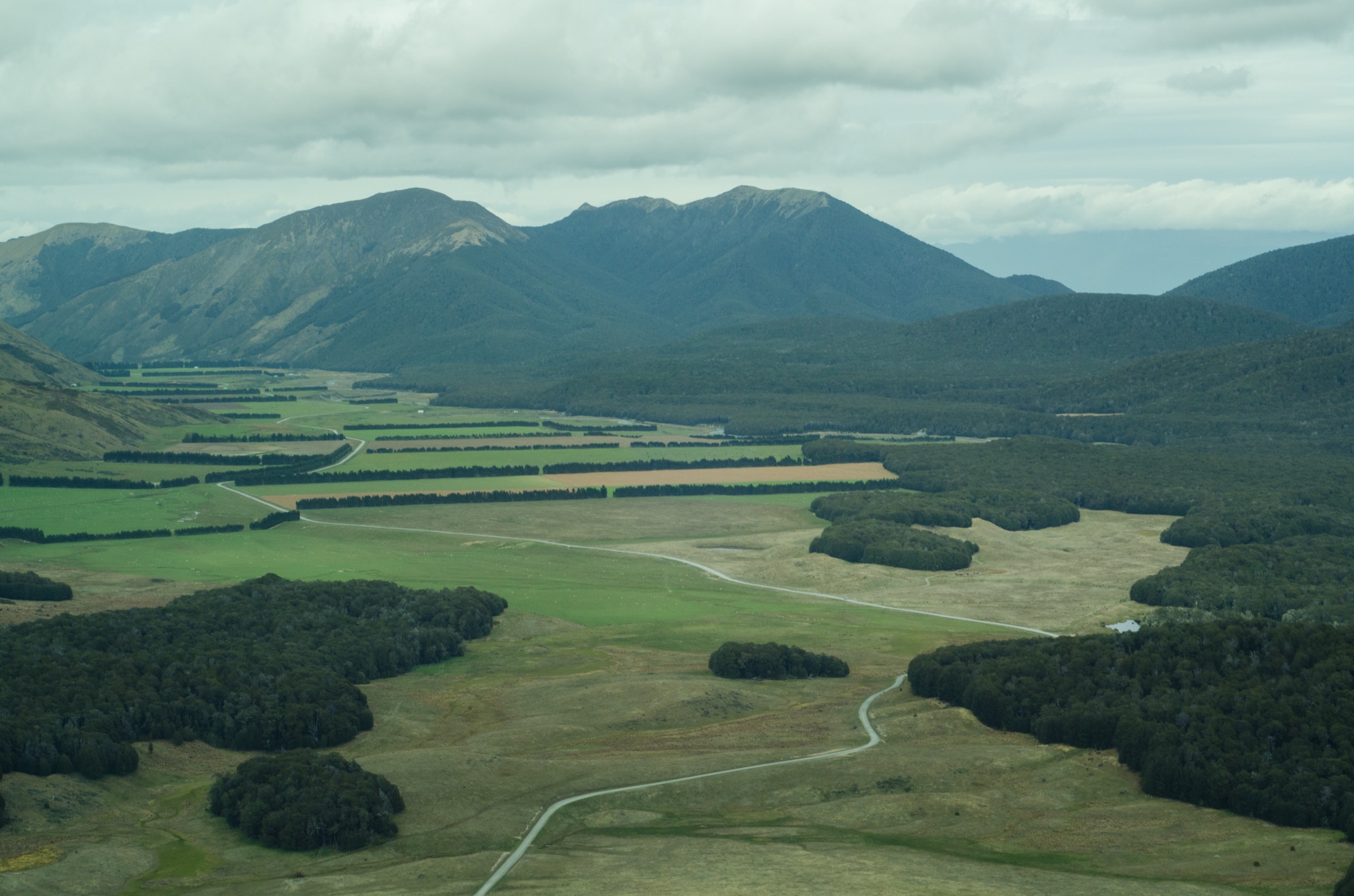 Red beech forest grove near the Mavora Lakes, representative of the Kiwi Burn / Snowdon Forest terrain