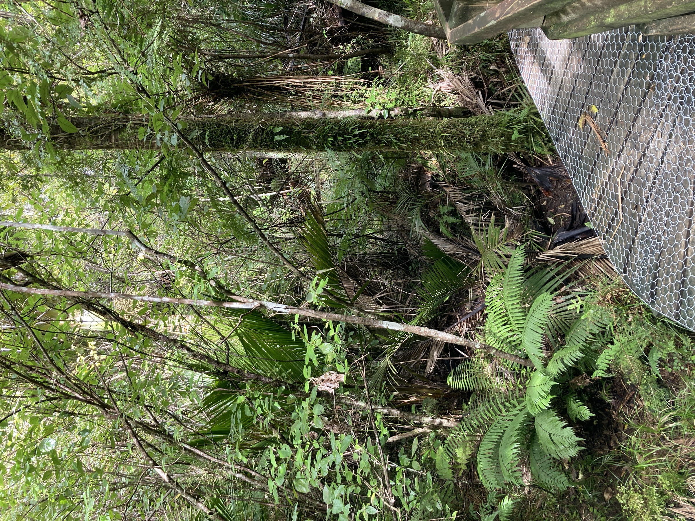 Point Elizabeth Walkway along the coastal forest north of Greymouth