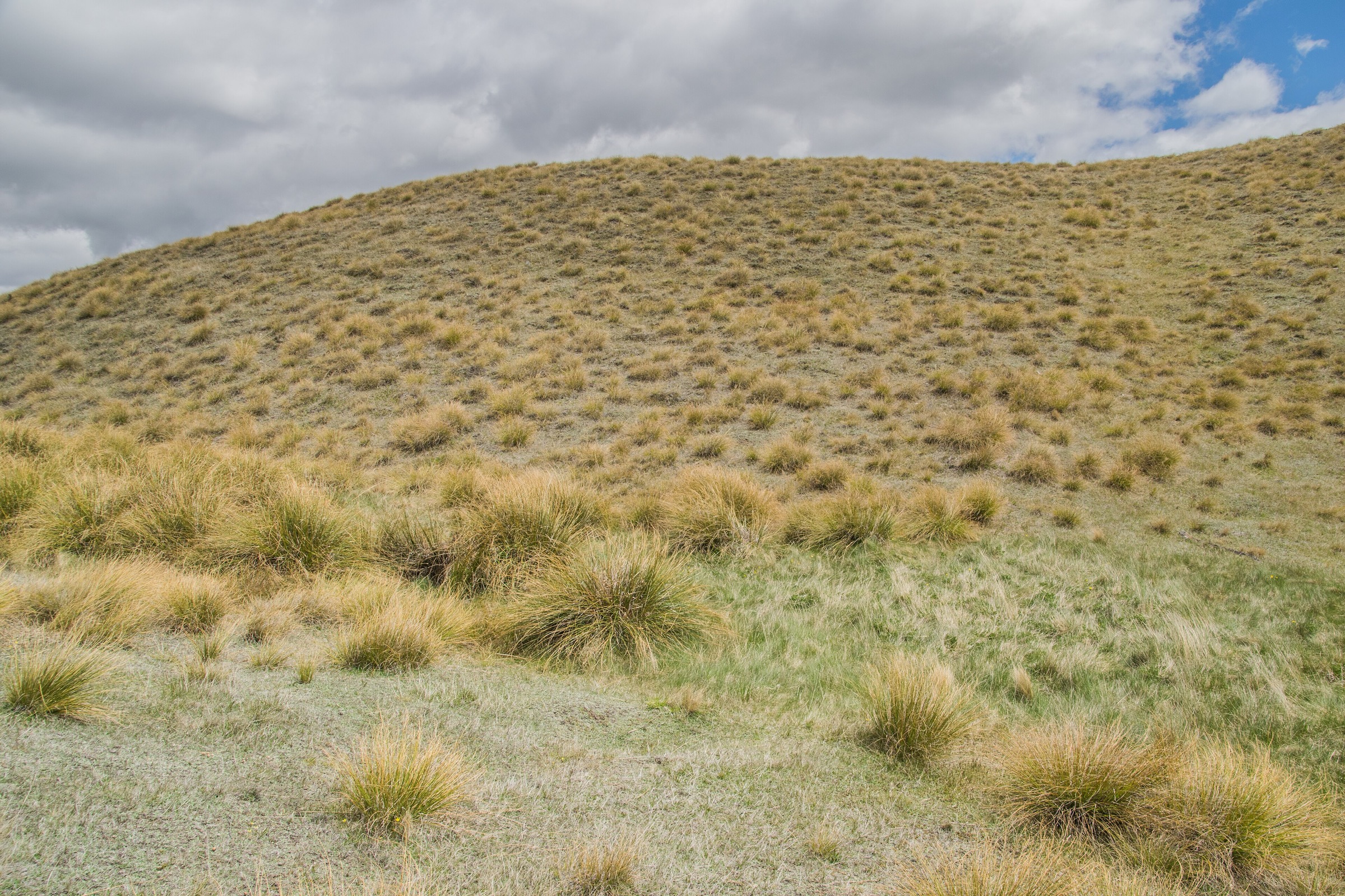 Rolling schist-tor high country of the Pisa Conservation Area