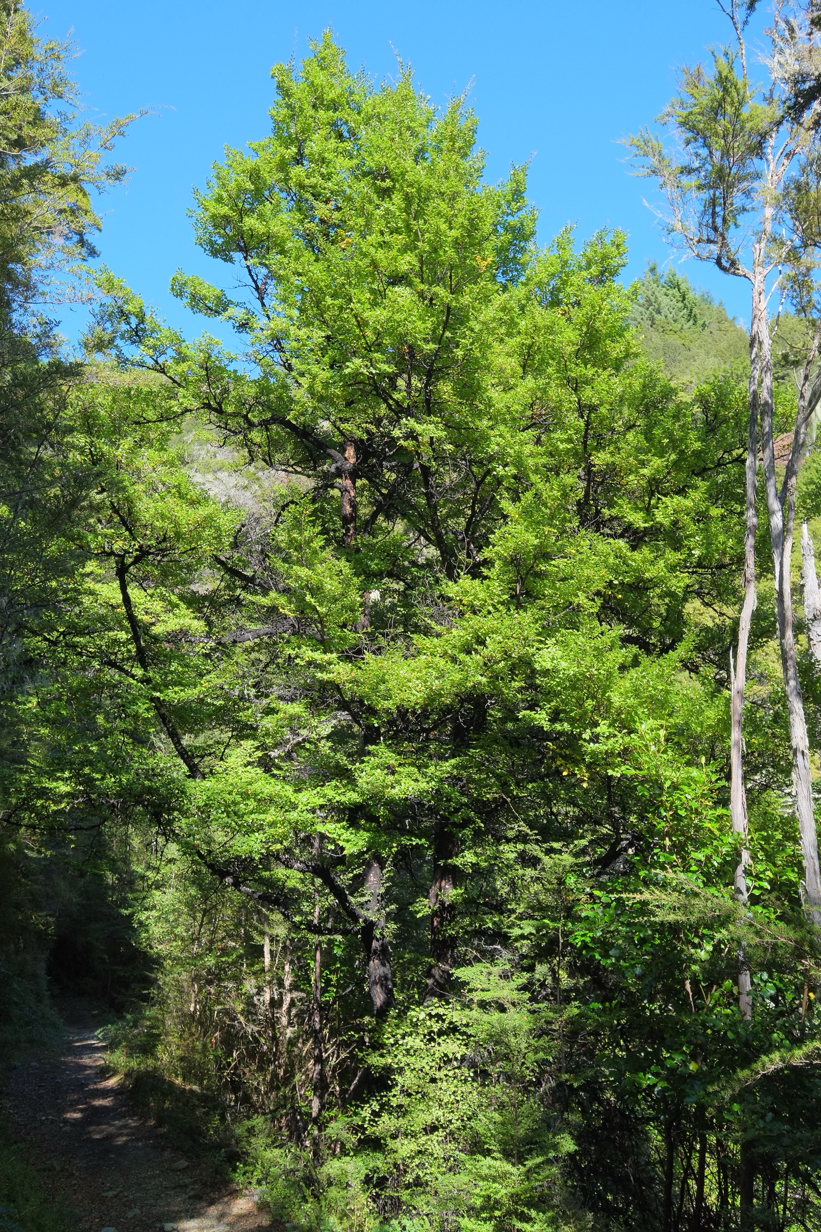 Beech forest (Nothofagus solandri) along the Lake Chalice track below Mt Patriarch, Mount Richmond Forest Park, New Zealand