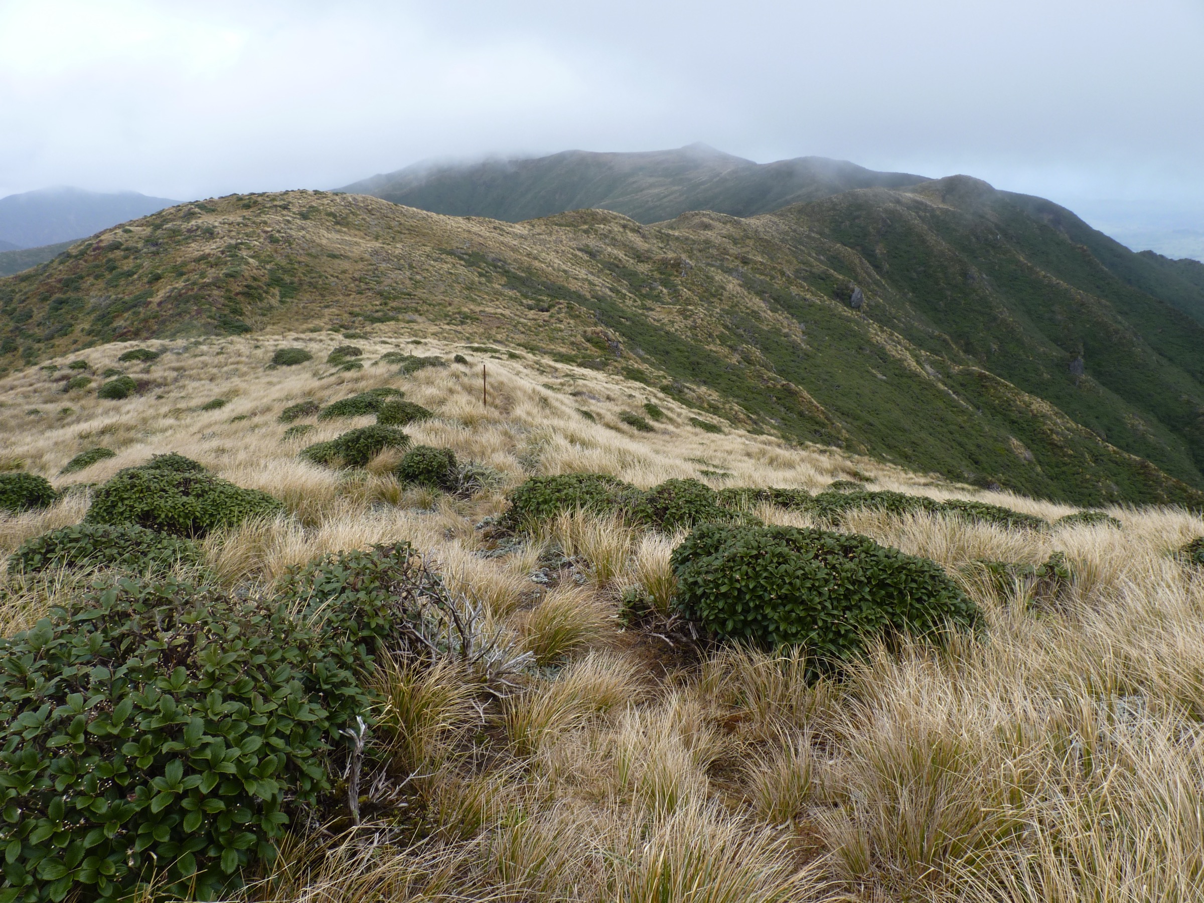 New Zealand — Northern Ruahines: Essential Day-Hikes
