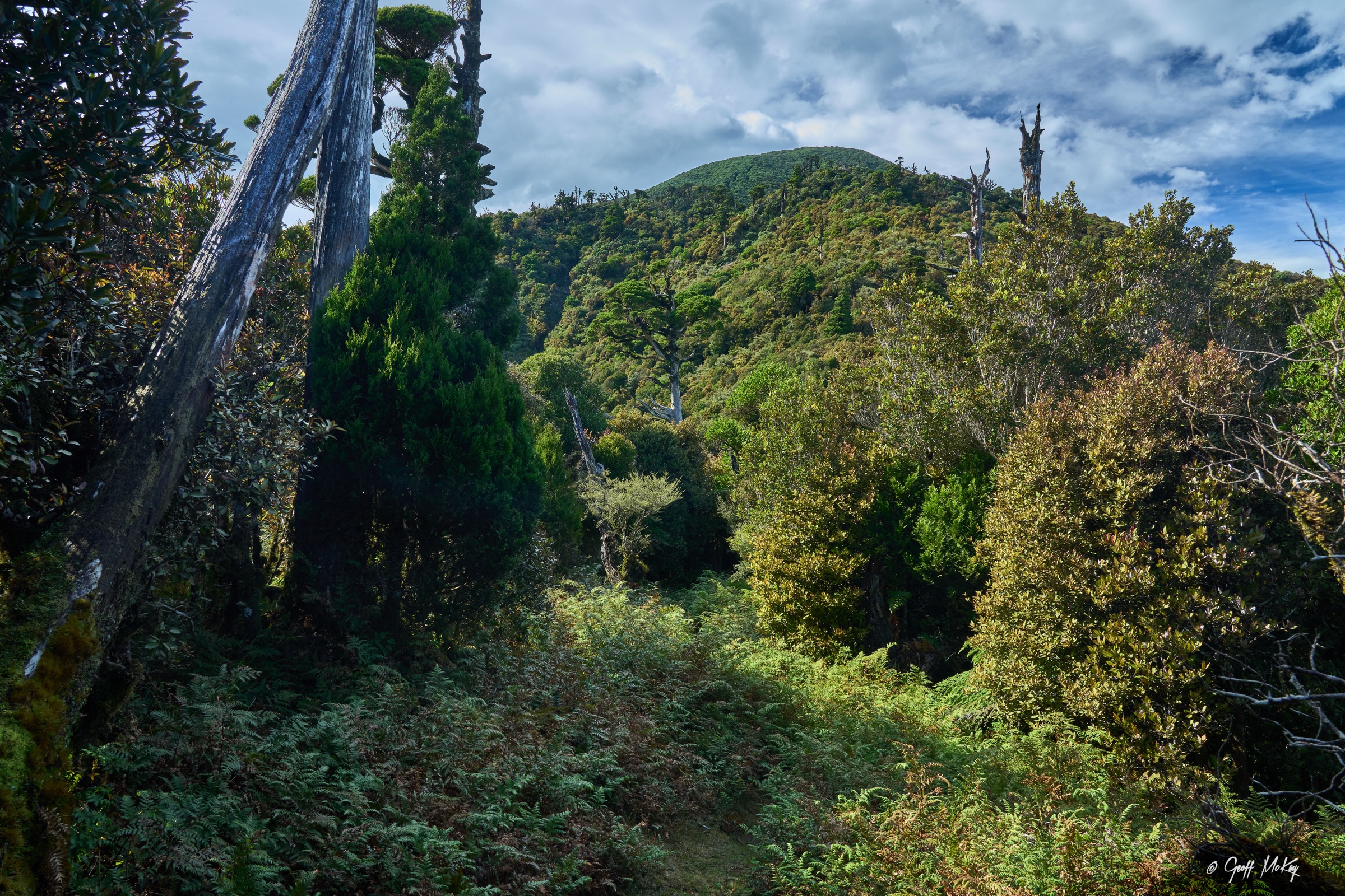 Maharahara Peak rising above the Pohangina valley in the southern Ruahines