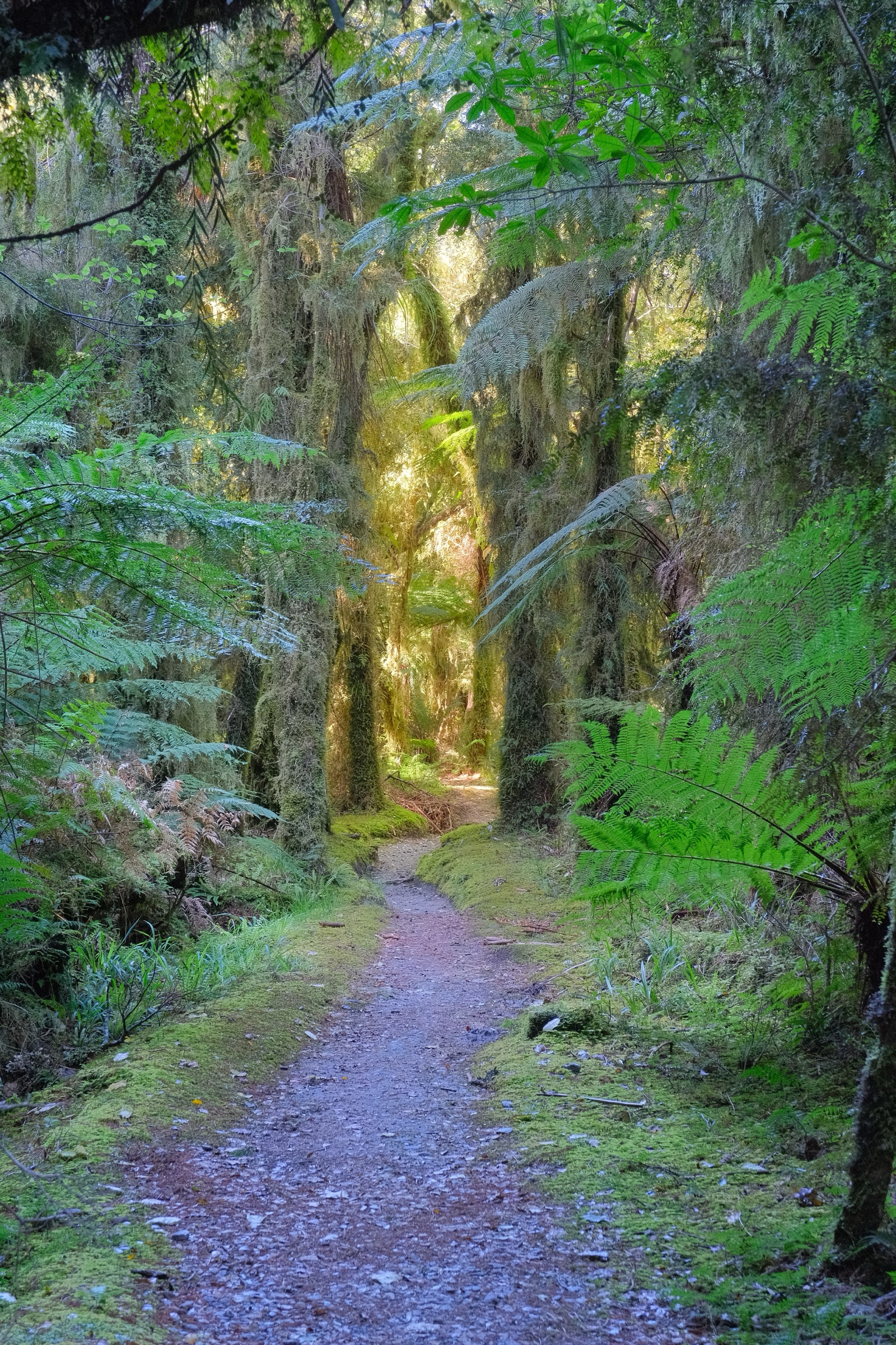 Copland Track through native bush near the start of the route