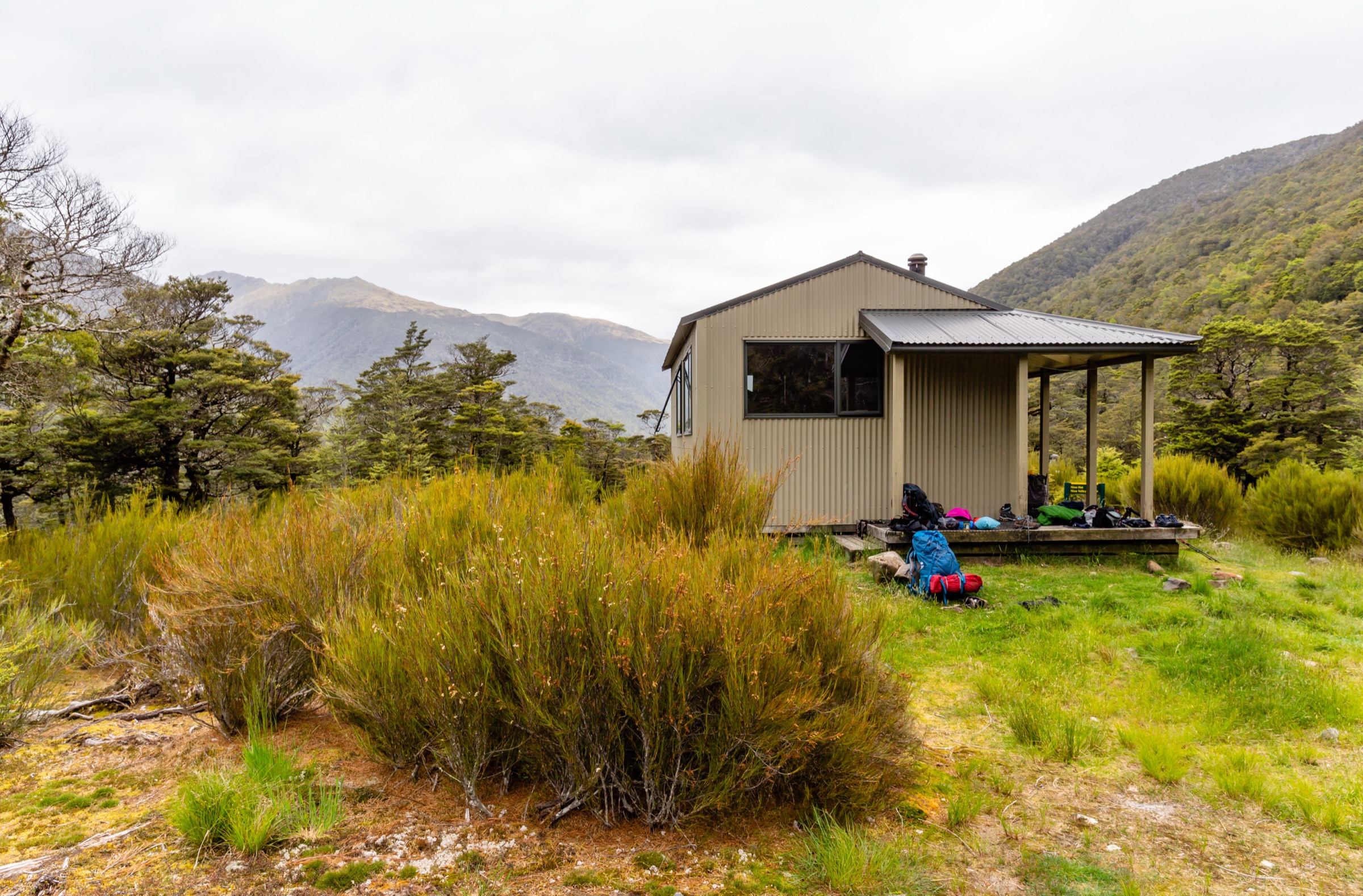 Beech clearing beside Nina Hut in Lake Sumner Forest Park, Lewis Pass sector