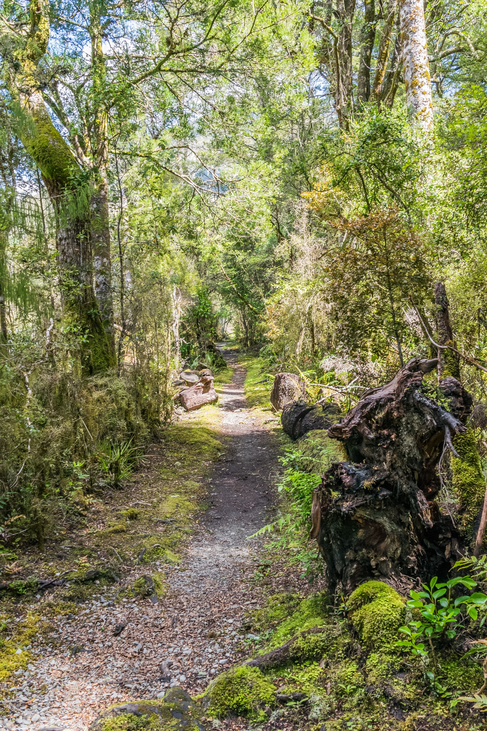 Track through beech forest in Nelson Lakes National Park, New Zealand