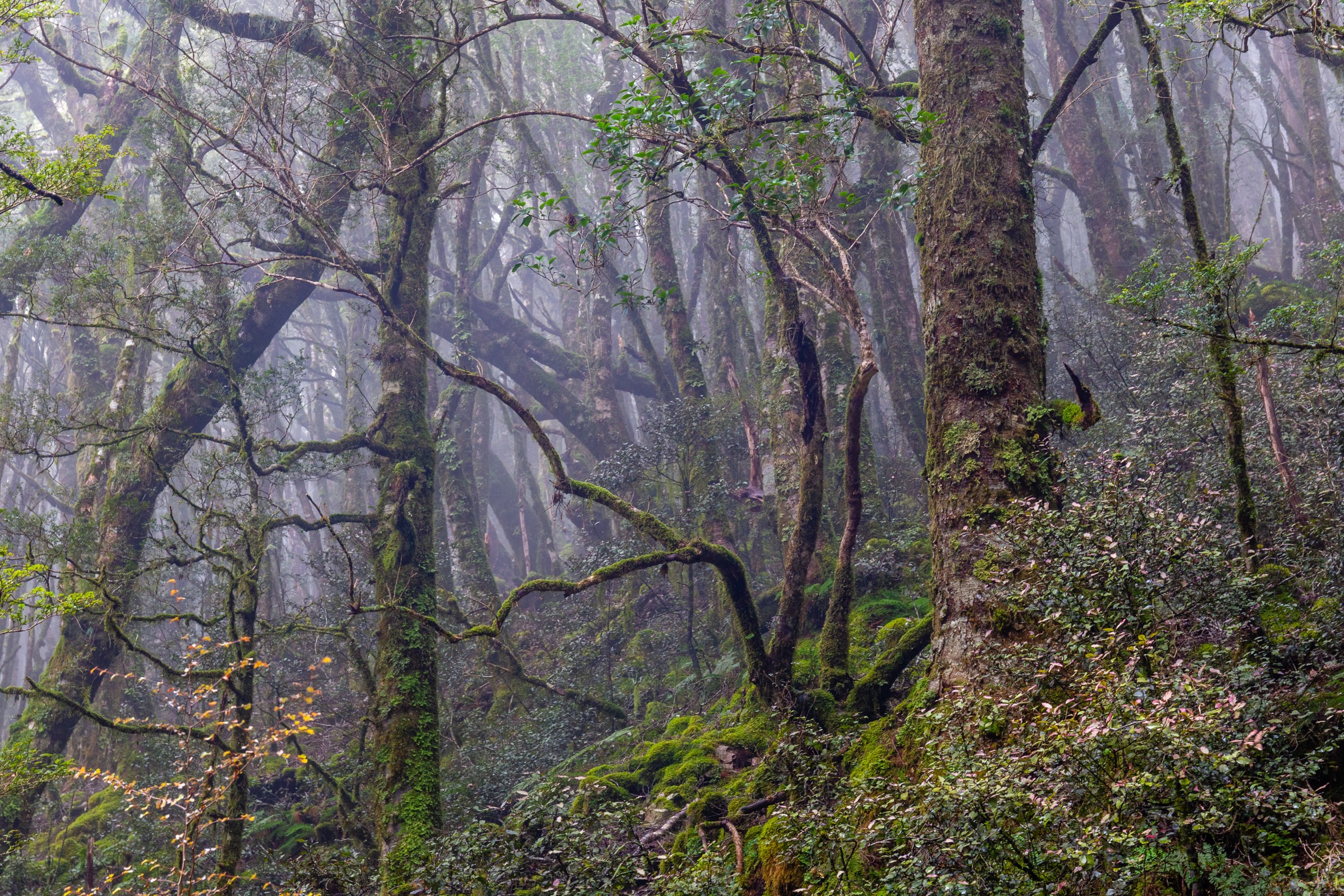 New Zealand — Central Victoria Range: essential day-hikes