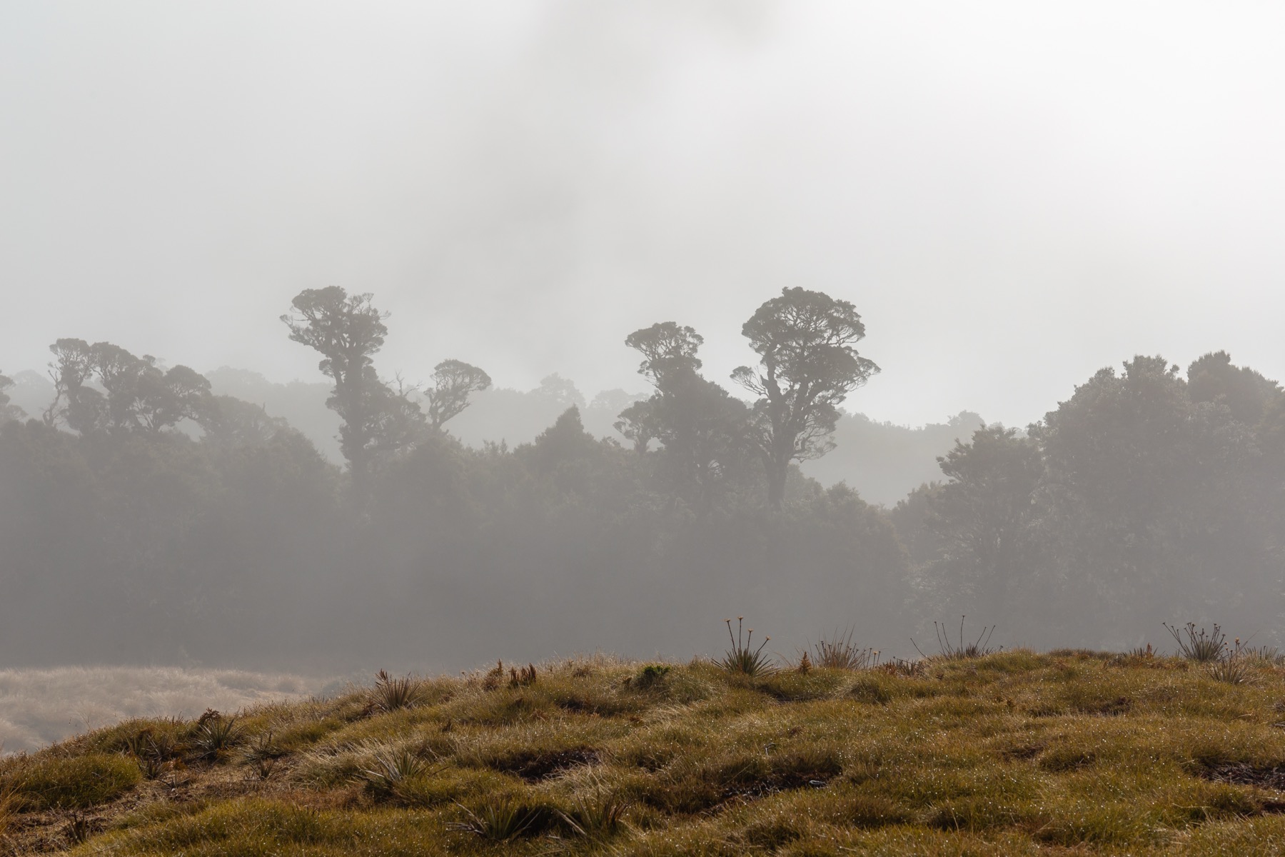 Beech forest in Victoria Forest Park, representative of the bush the Mt Haast Route climbs through before the upper ridge