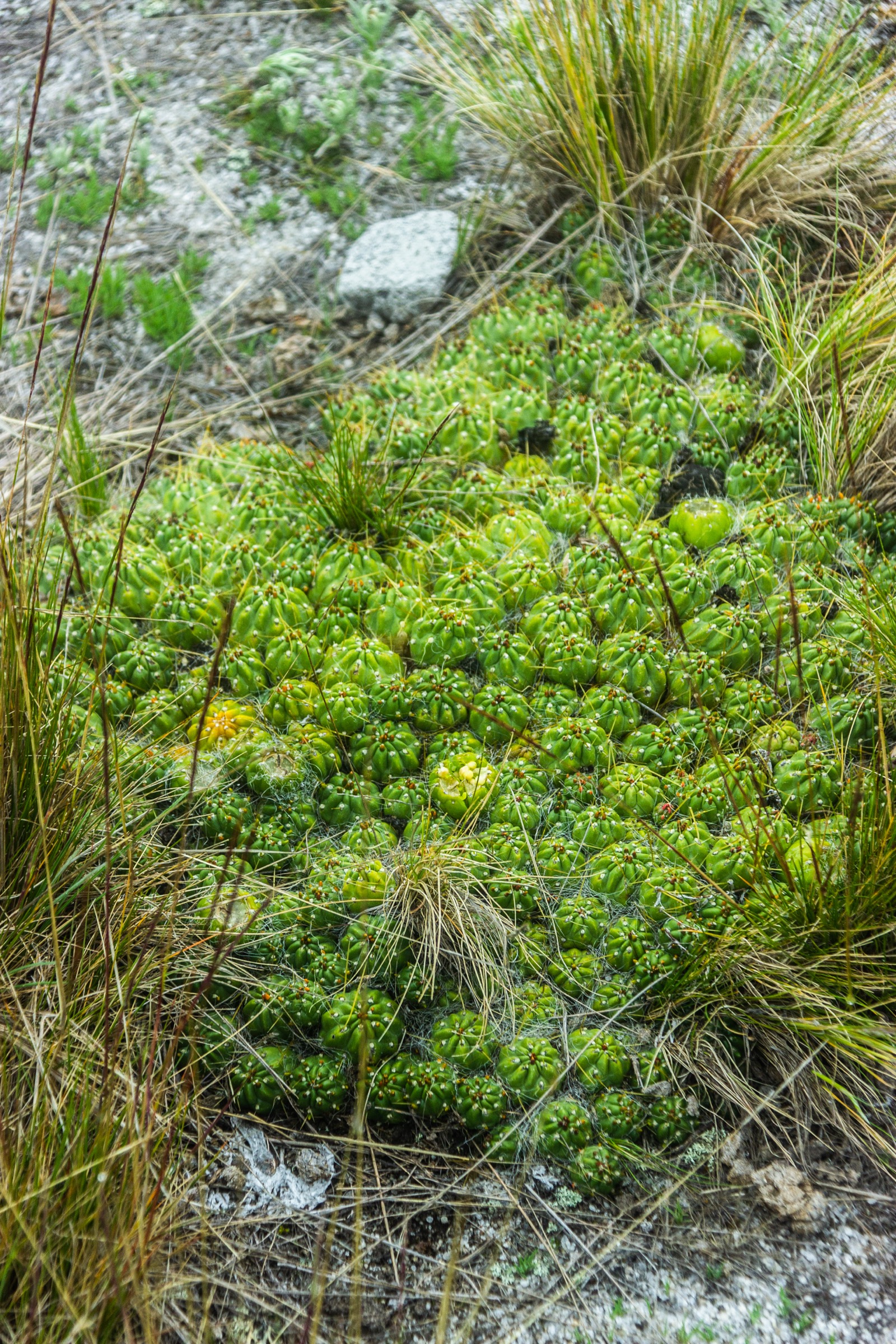 Peru — Cordillera Negra: Essential Day-Hikes