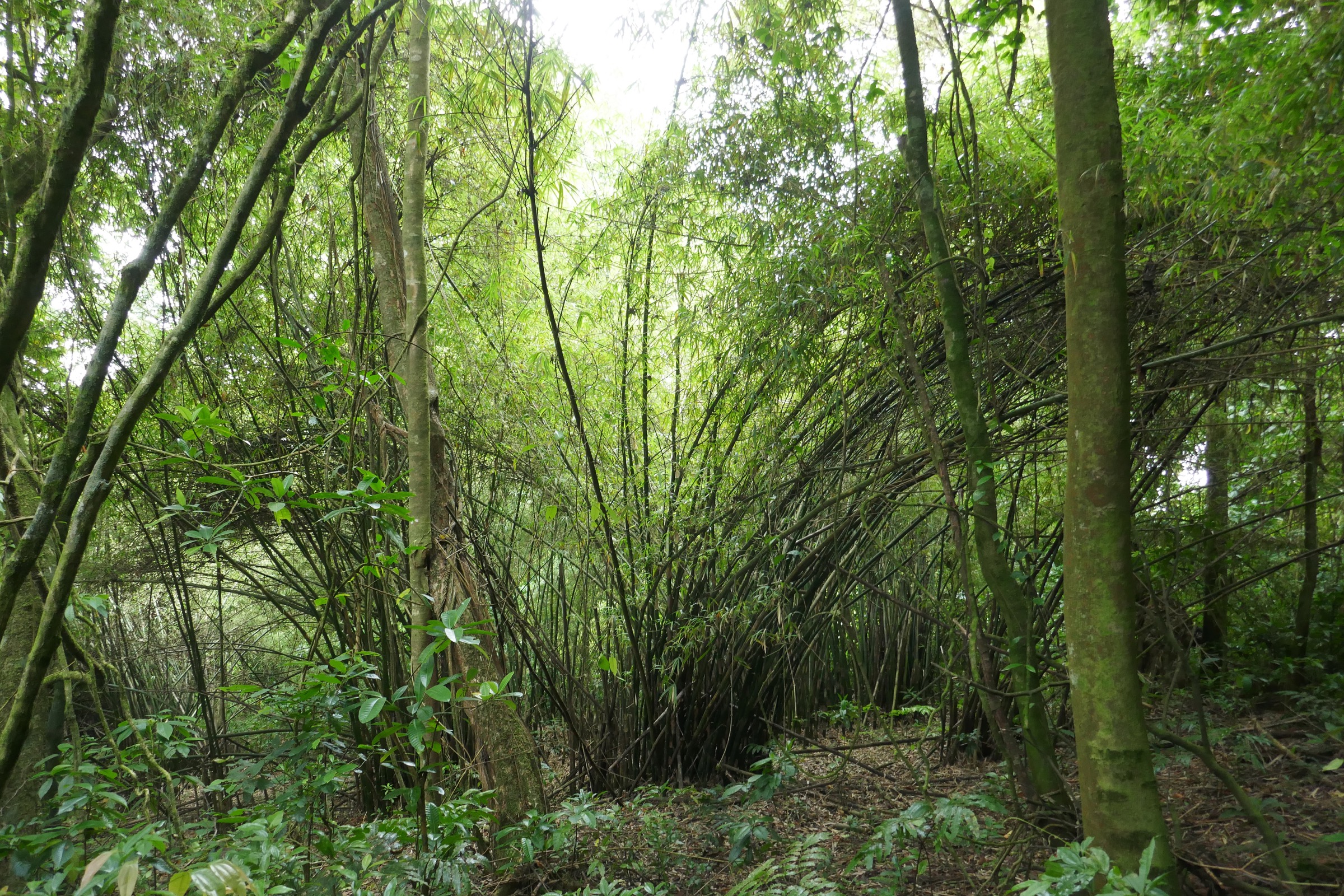 Vegetation around the Lagoa Amélia crater inside Parque Natural Obô de São Tomé
