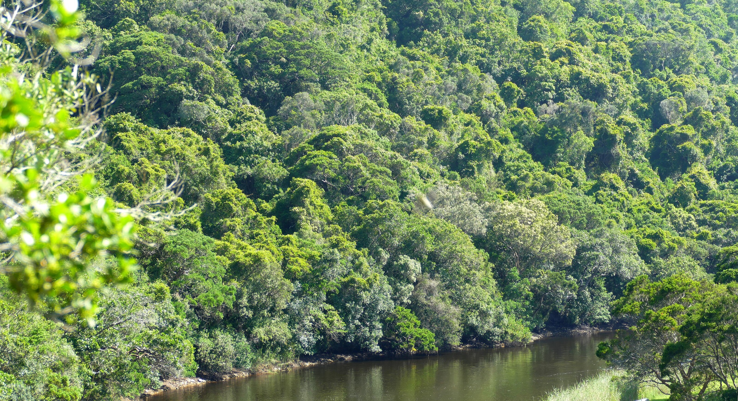 Touw River on the Half-collared Kingfisher Trail, Wilderness section of Garden Route National Park