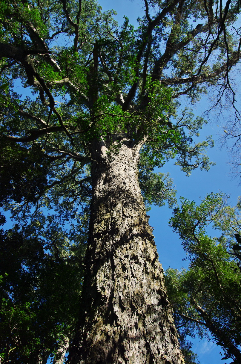 Tsitsikamma Big Tree, Garden Route National Park