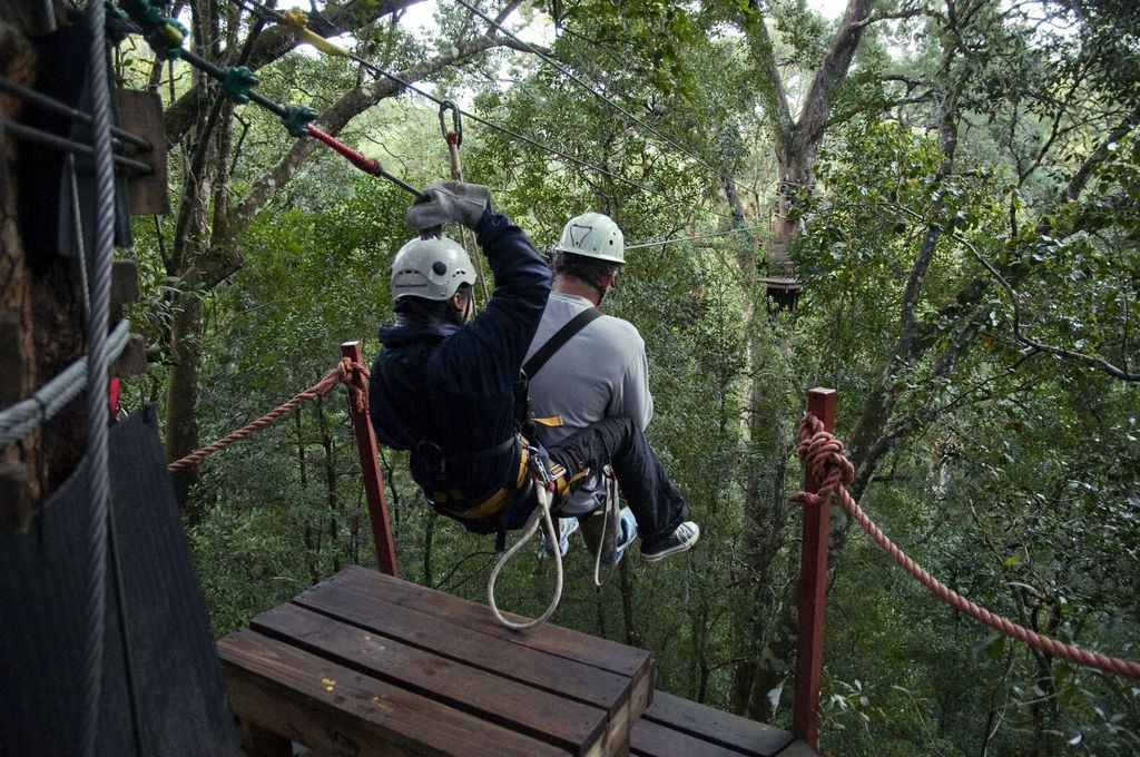 Tsitsikamma forest canopy, Garden Route