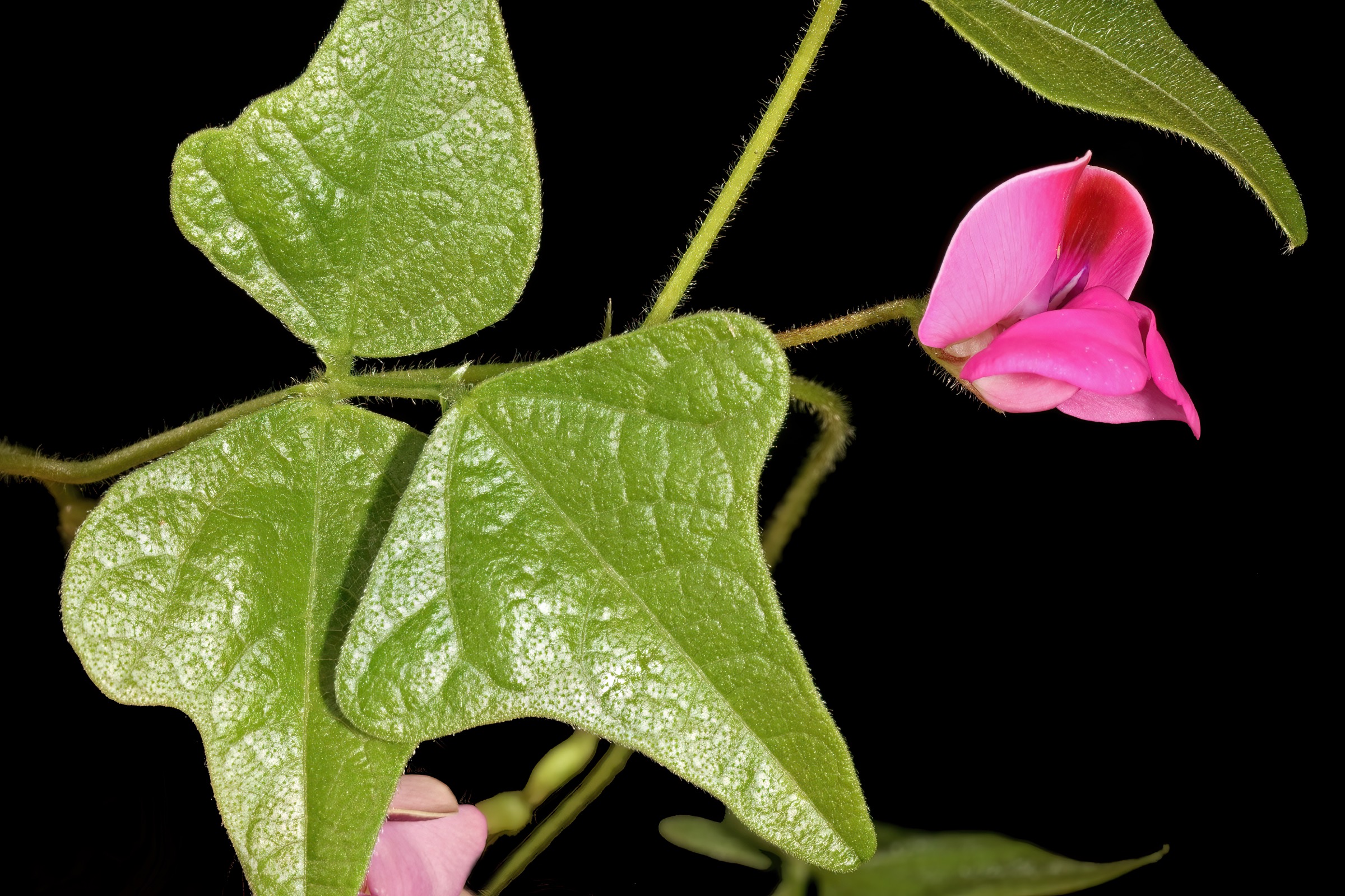 Soutpansberg flora — Dolichos trilobus subsp. transvaalicus