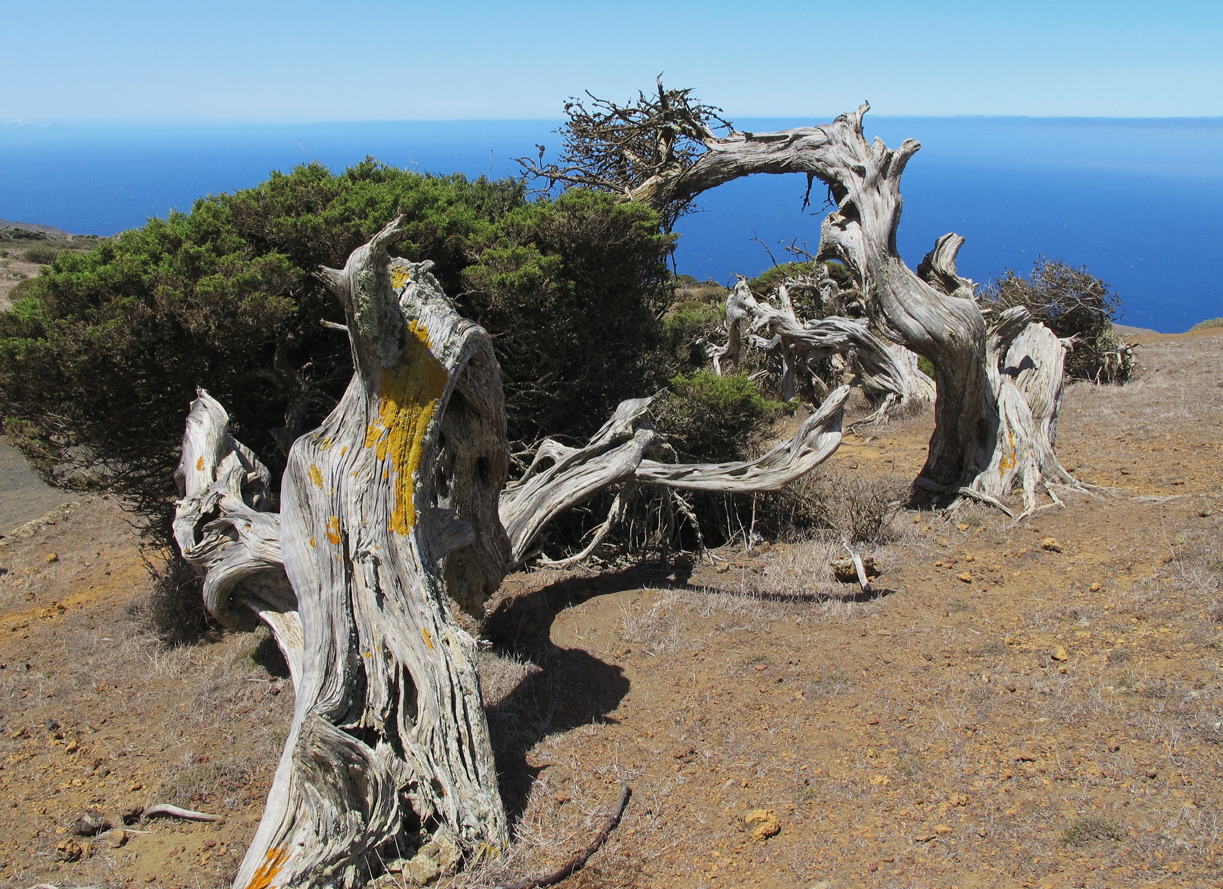Wind-sculpted Phoenicean juniper grove at El Sabinar, El Hierro