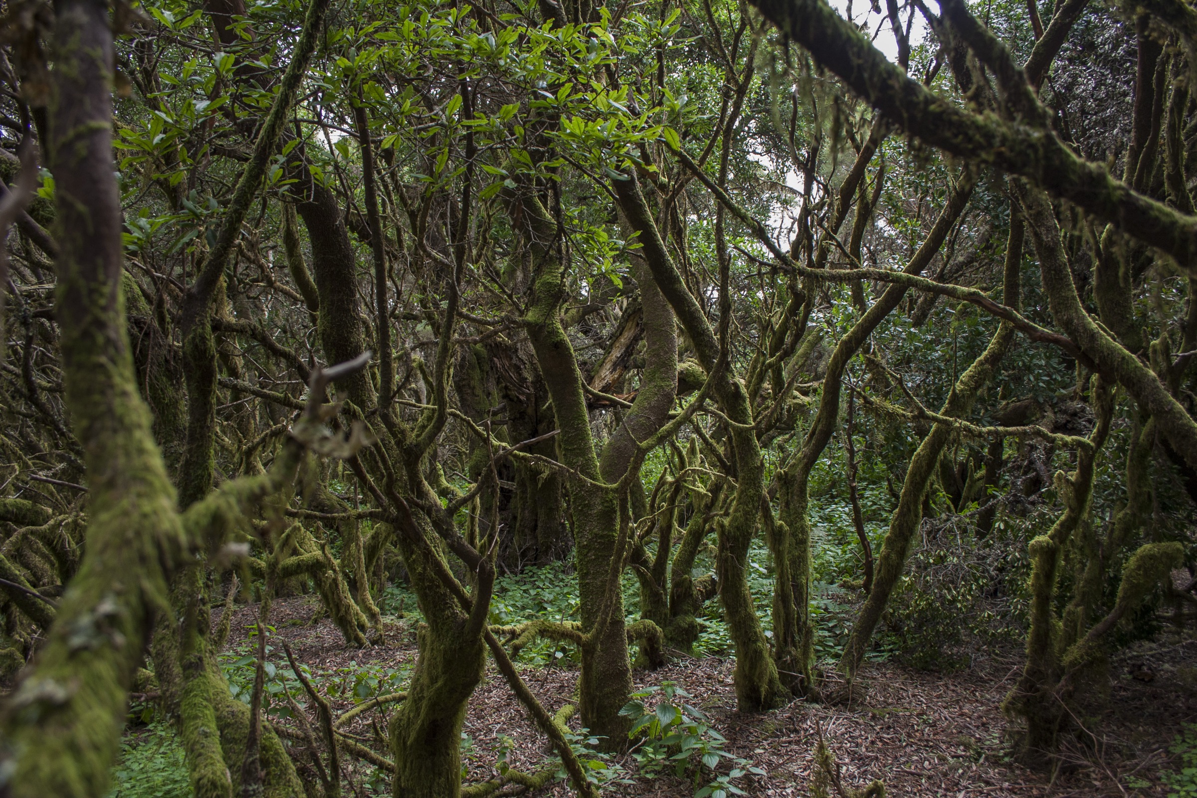Fayal-brezal forest on the Ruta de La Llanía, El Hierro