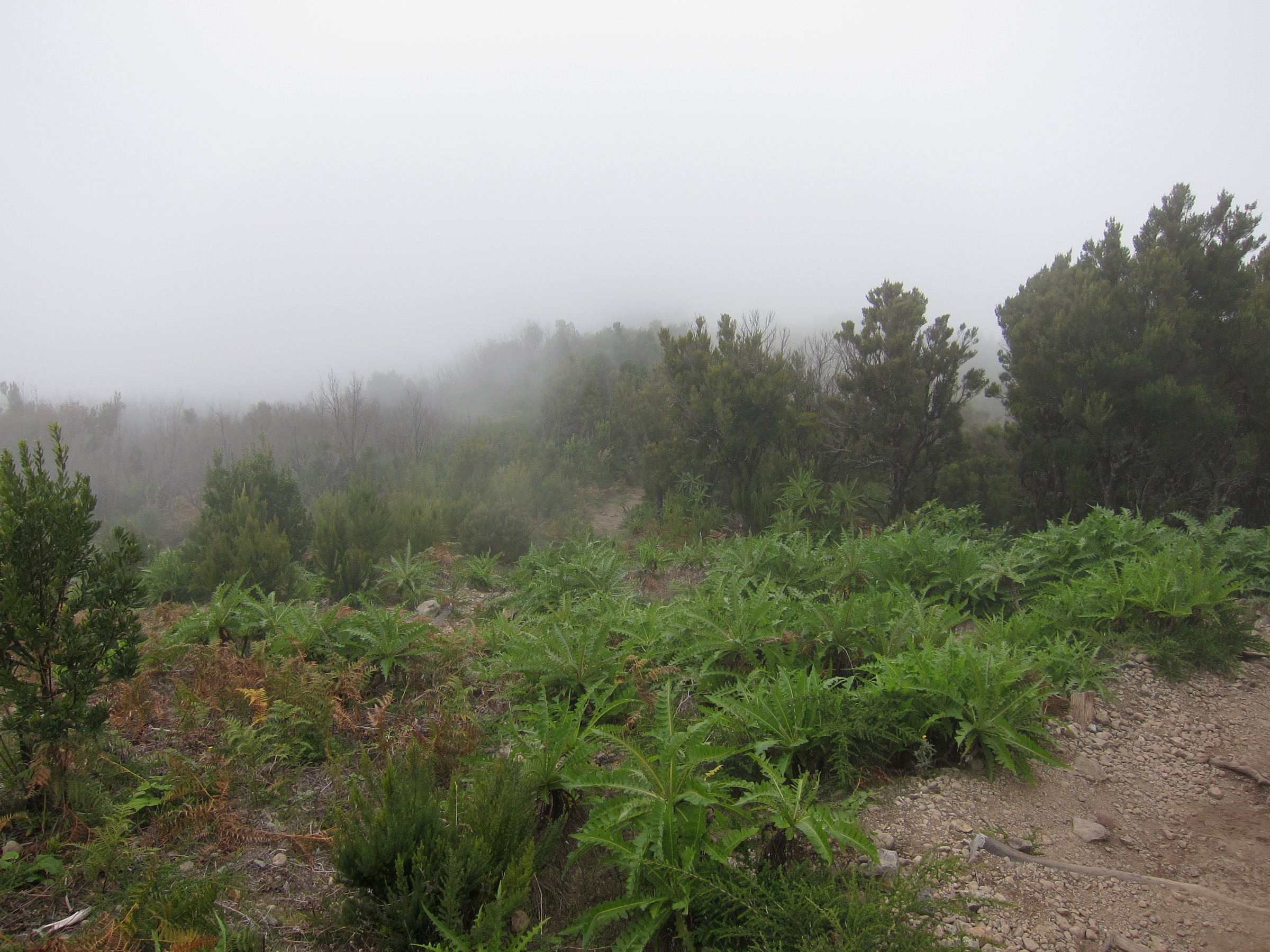 On the trail towards Alto de Garajonay through laurel forest