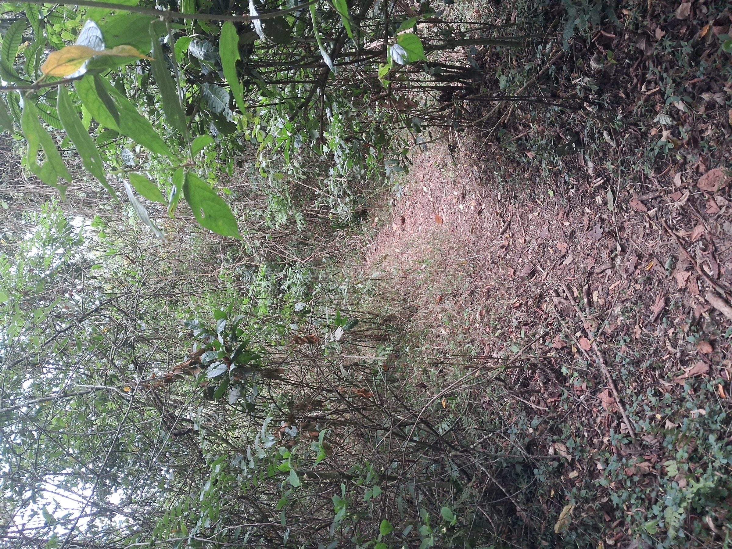 Mamiwa-Kisara North Forest Reserve interior near Mandege, Ukaguru Mountains