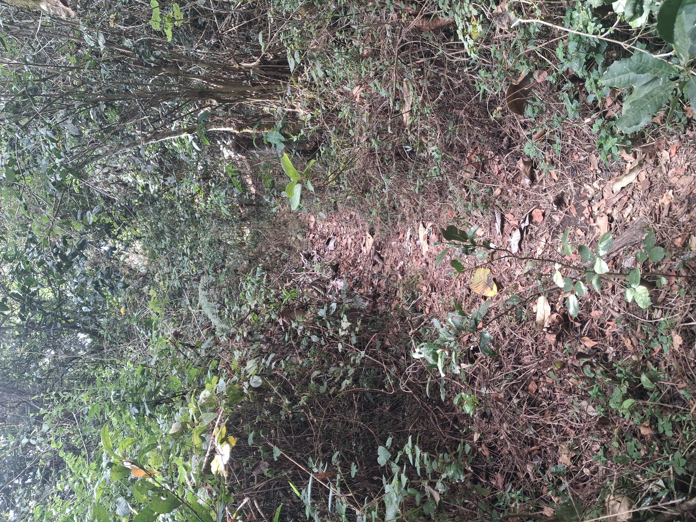 Mnyera ridge forest near Mt Munyera, Ukaguru Mountains, Tanzania