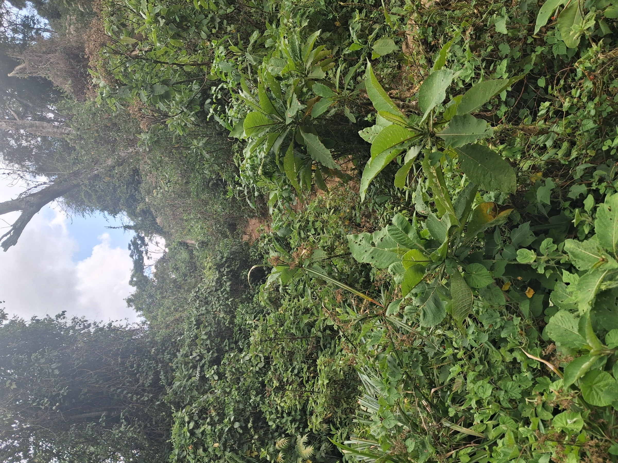 Mamiwa-Kisara North Forest Reserve edge near Nongwe village, Ukaguru Mountains